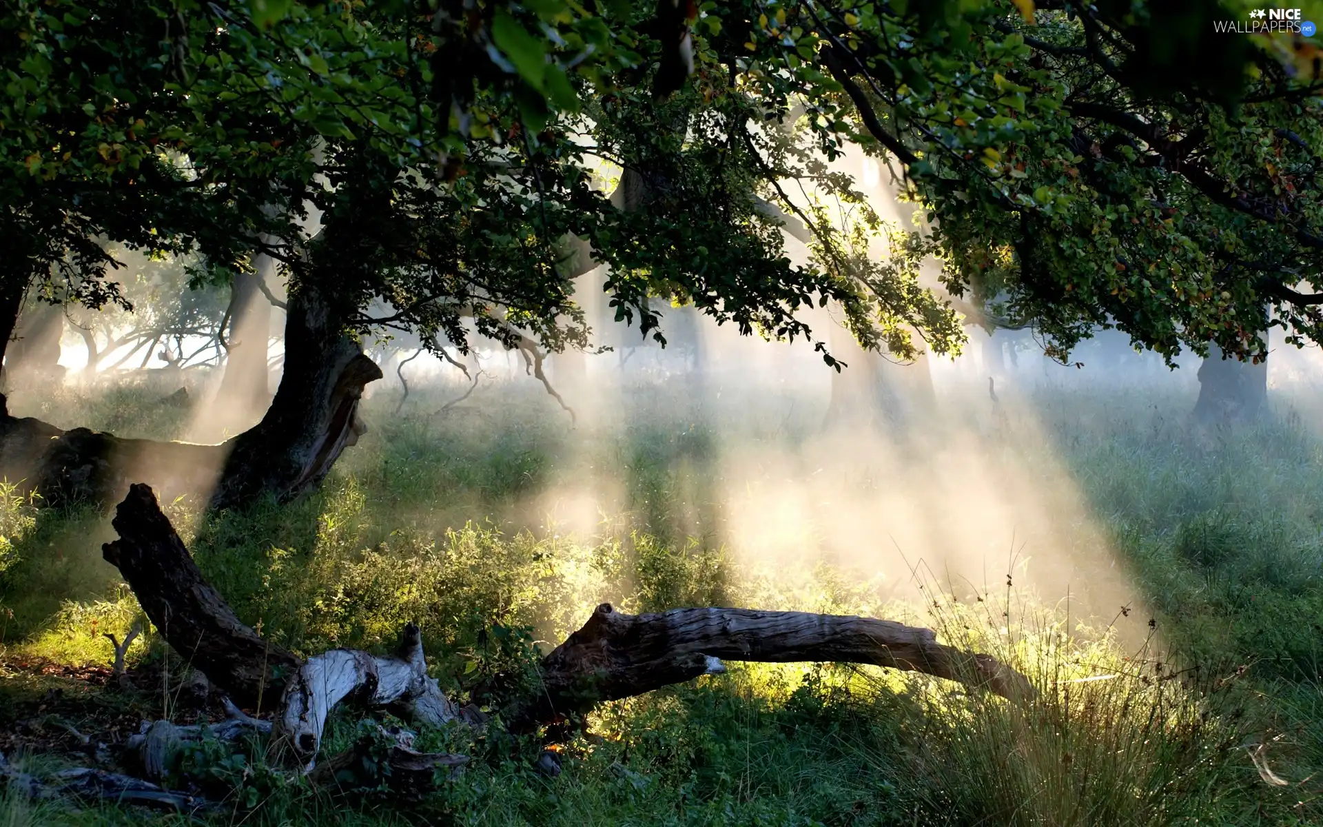 sun, trees, rays