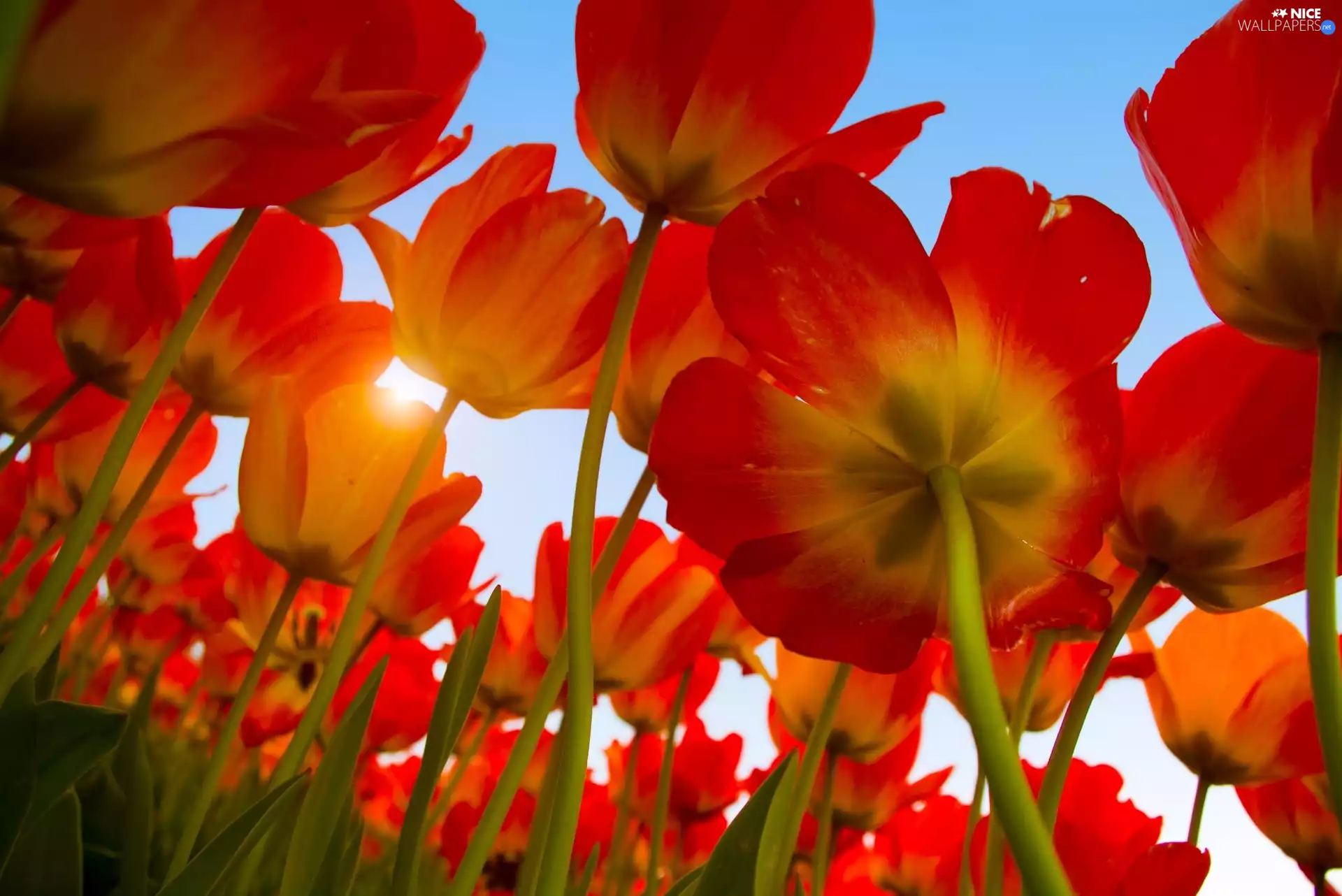 sun, Tulips, rays
