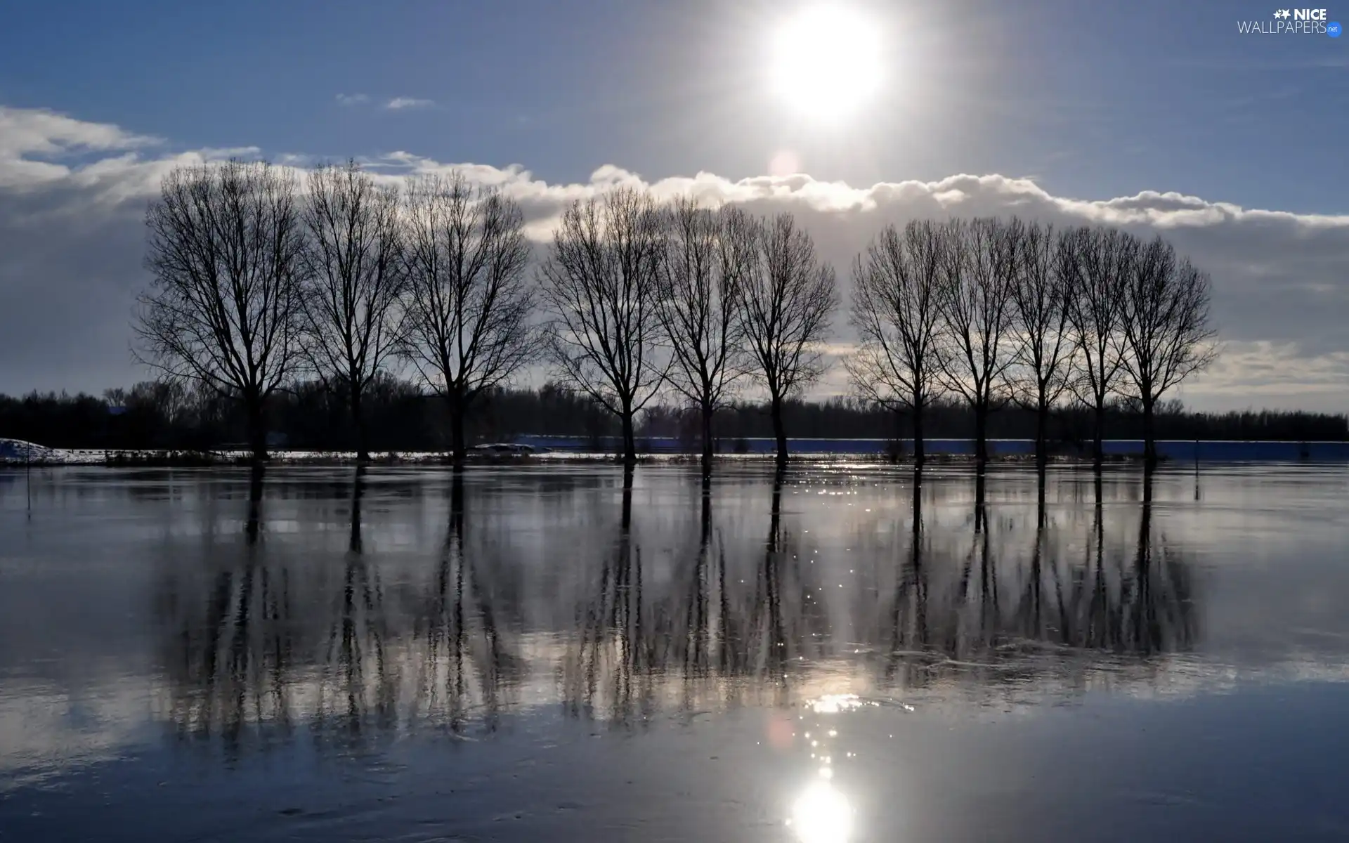 trees, frozen, sun, reflection, viewes, lake