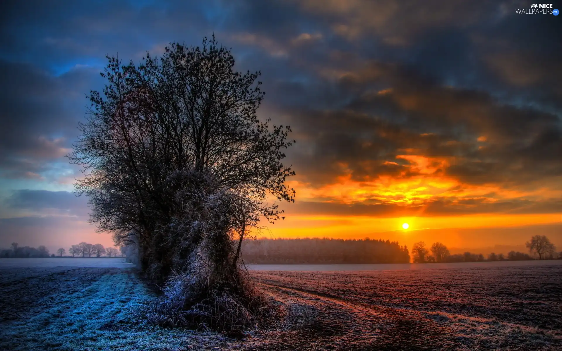 Field, trees, sun, rime, west, viewes