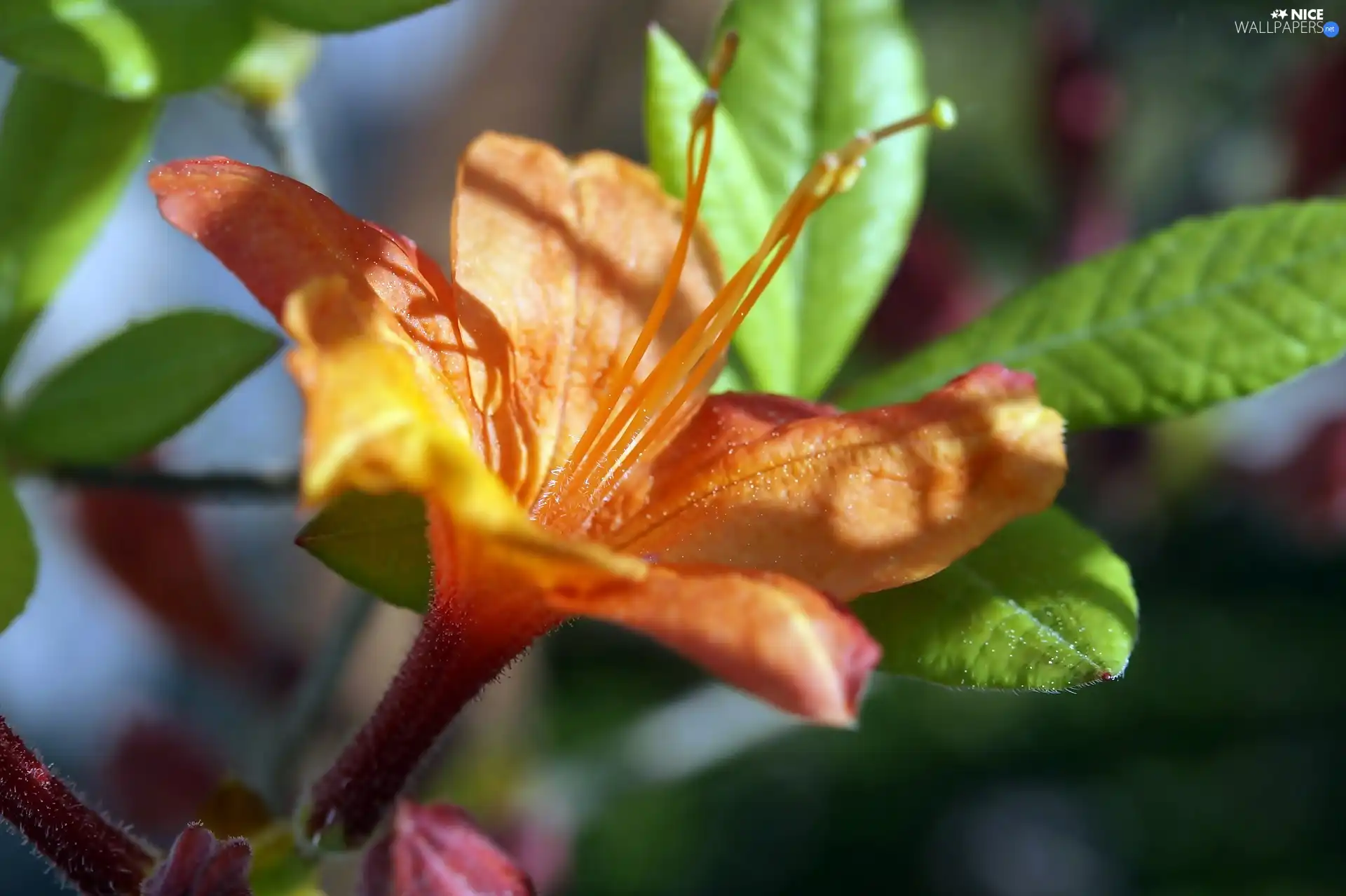 ligh, rhododendron, flash, rods, Colourfull Flowers, sun, luminosity