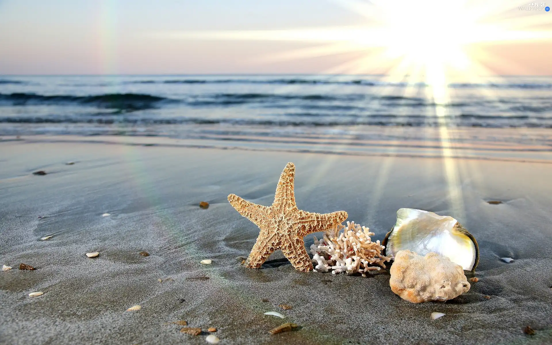 sea, rays, sun, Shells