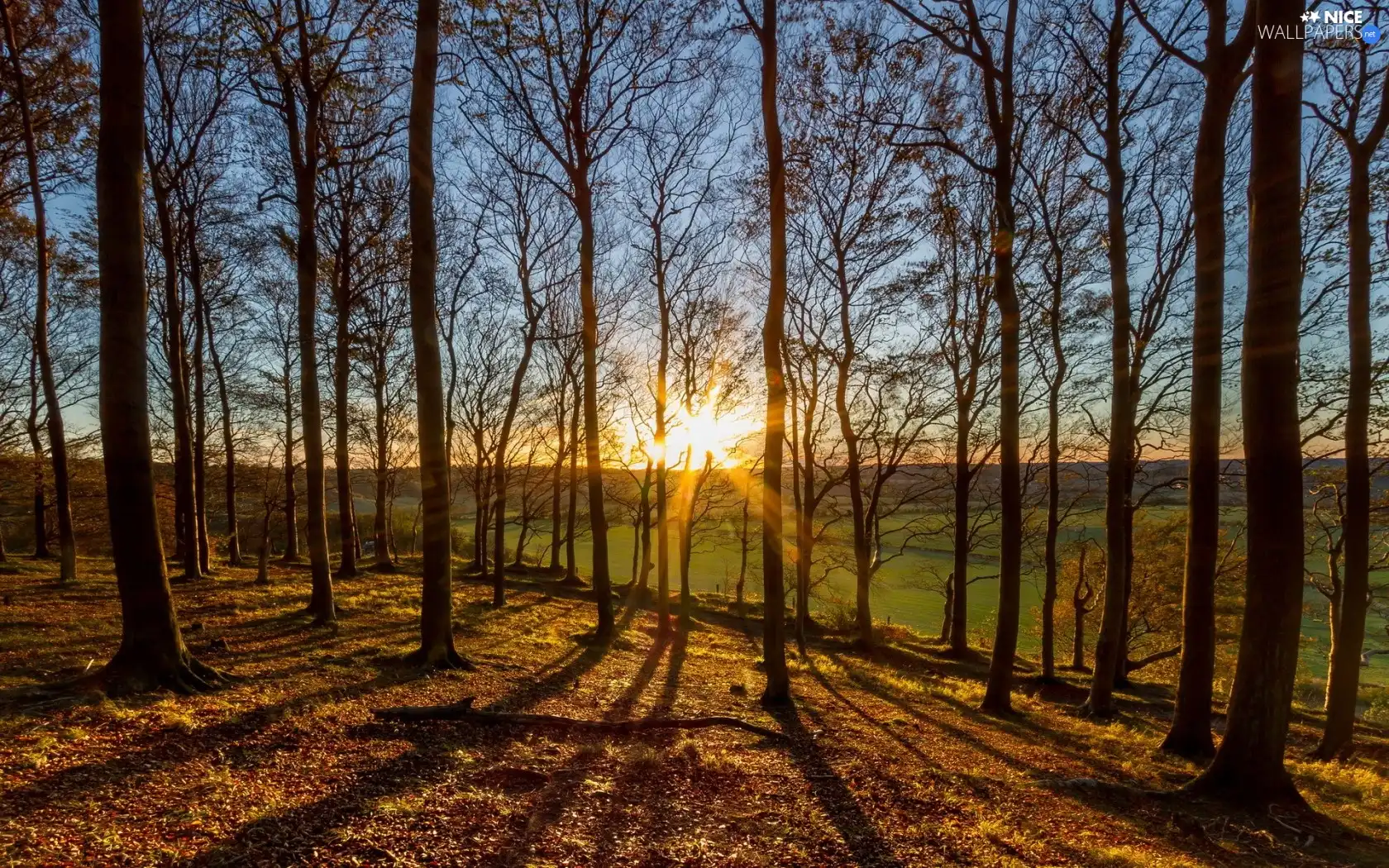 viewes, forest, sun, Sky, rays, trees