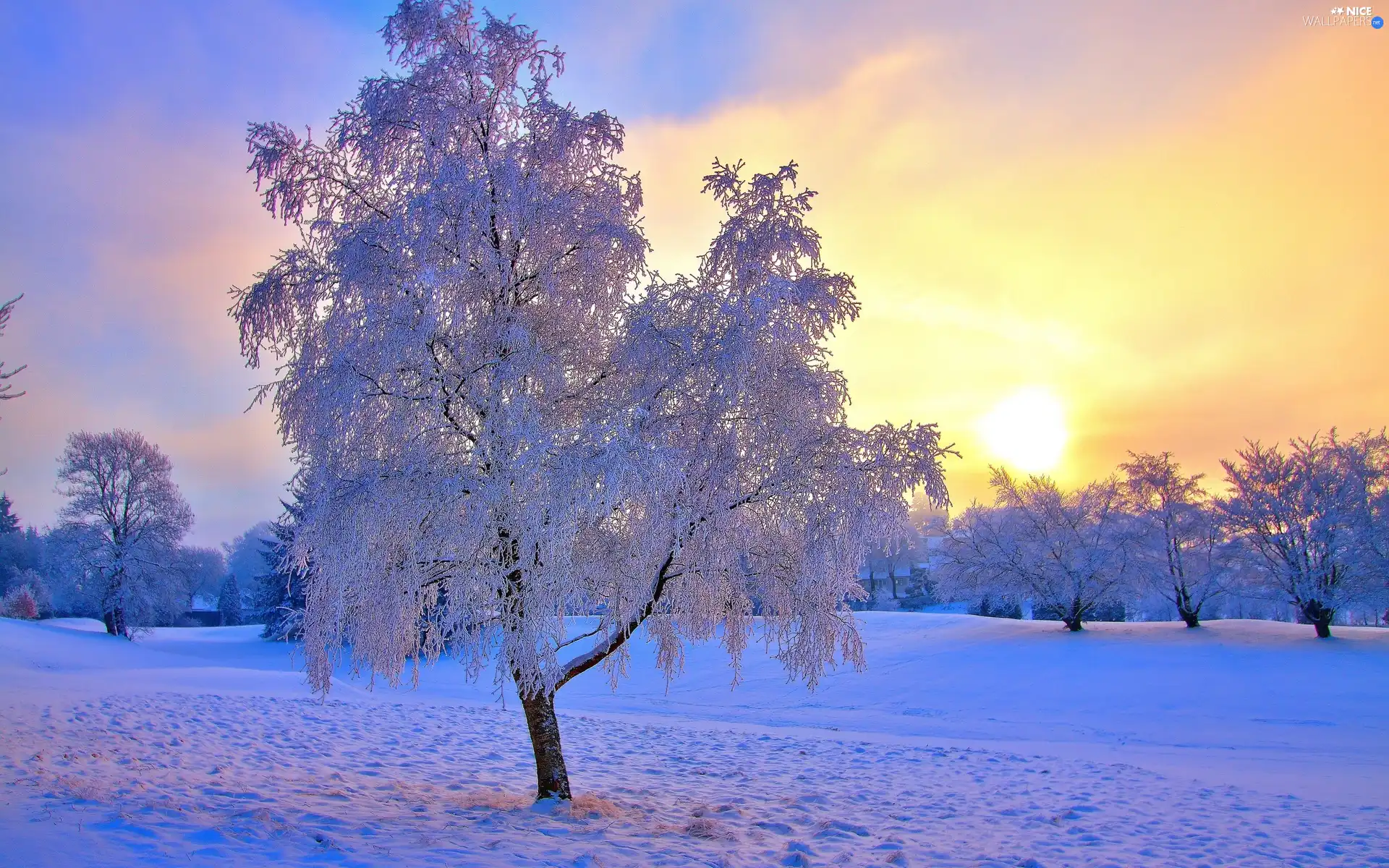 sun, snow, viewes, west, trees