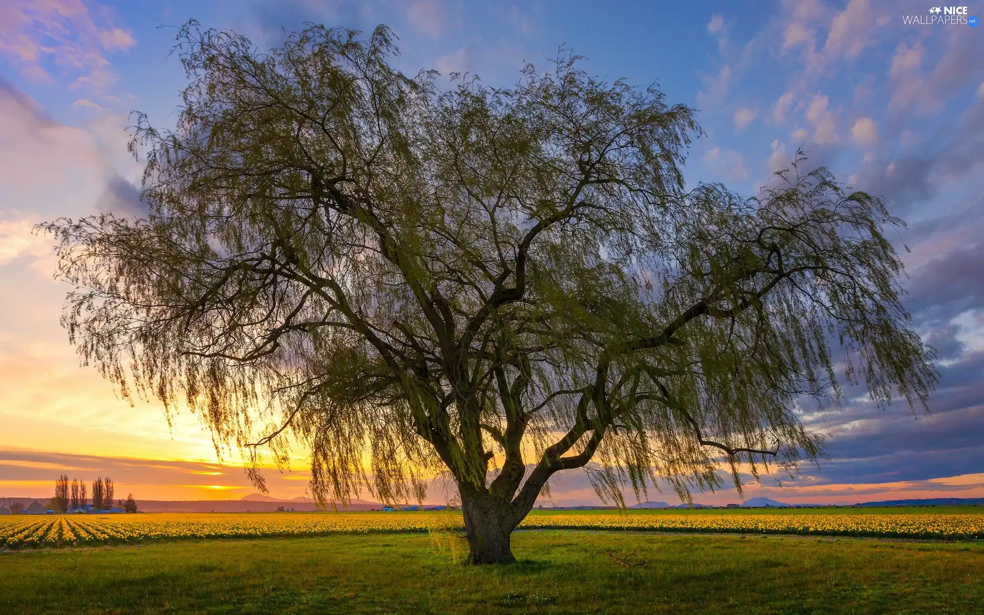 east, Meadow, horizon, field, trees, sun, Spring