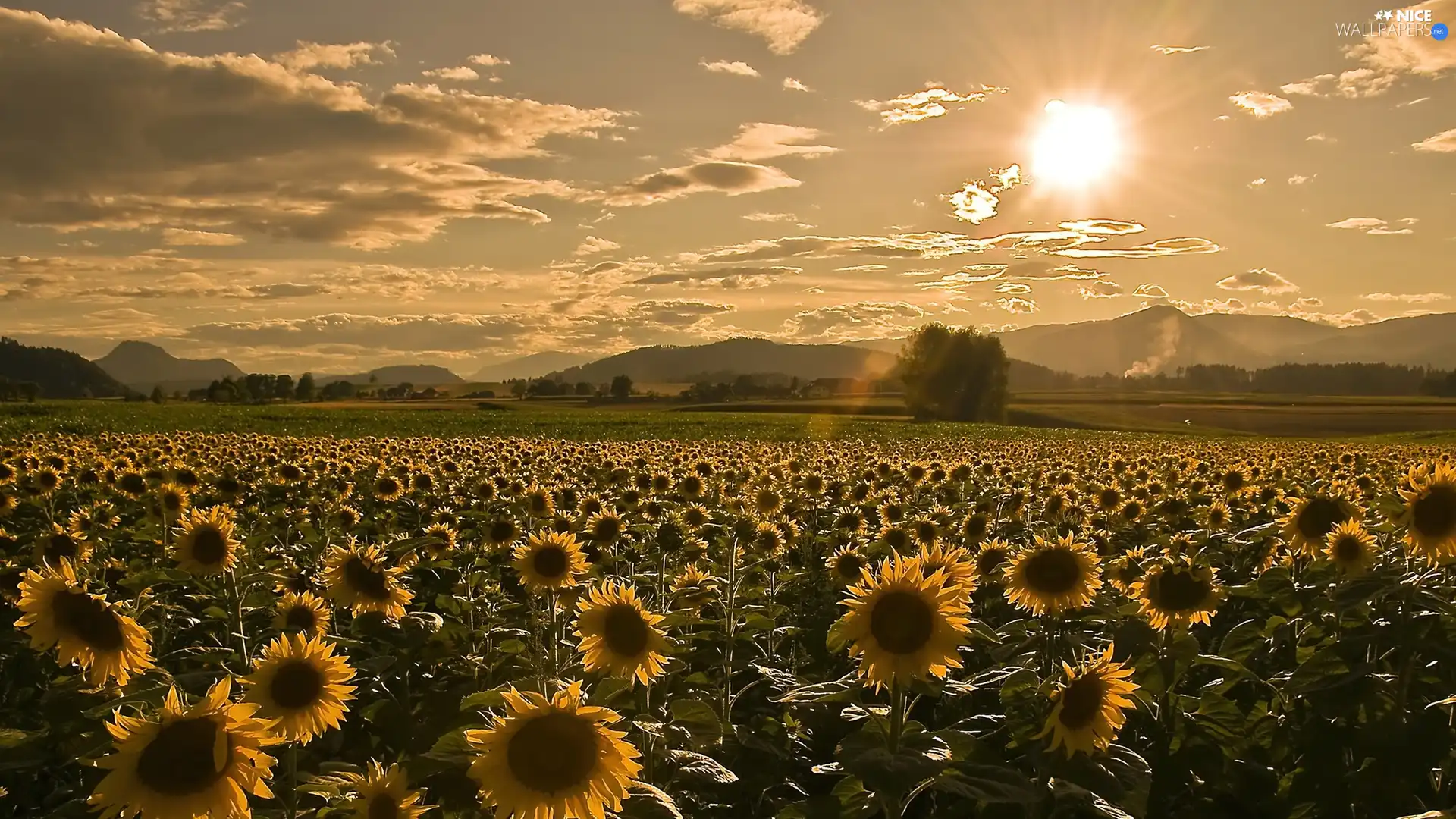 Sun Field Sunflowers Nice Wallpapers 1600x900