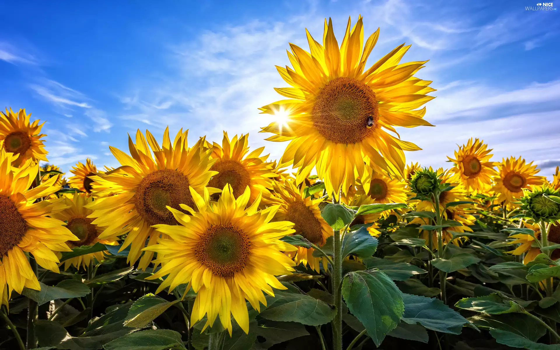 rays of the Sun, Nice sunflowers, Sky