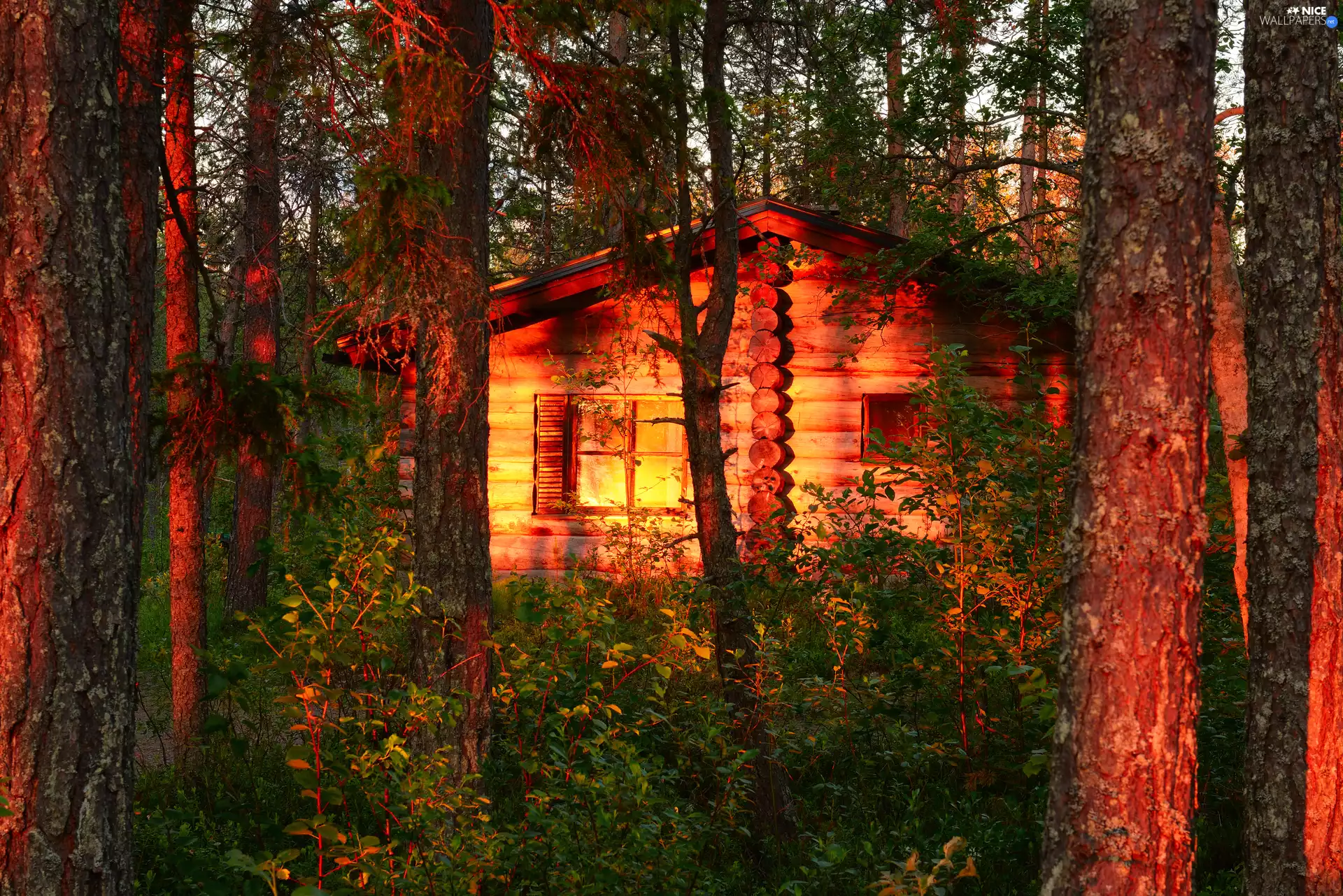 viewes, forest, glamour, sun, house, trees