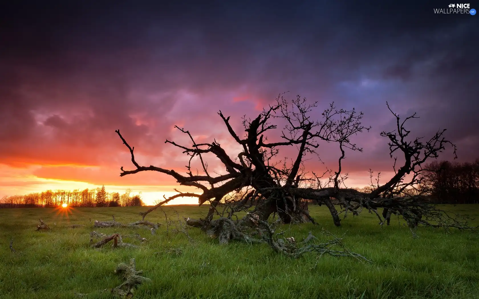 trees, west, sun, clouds