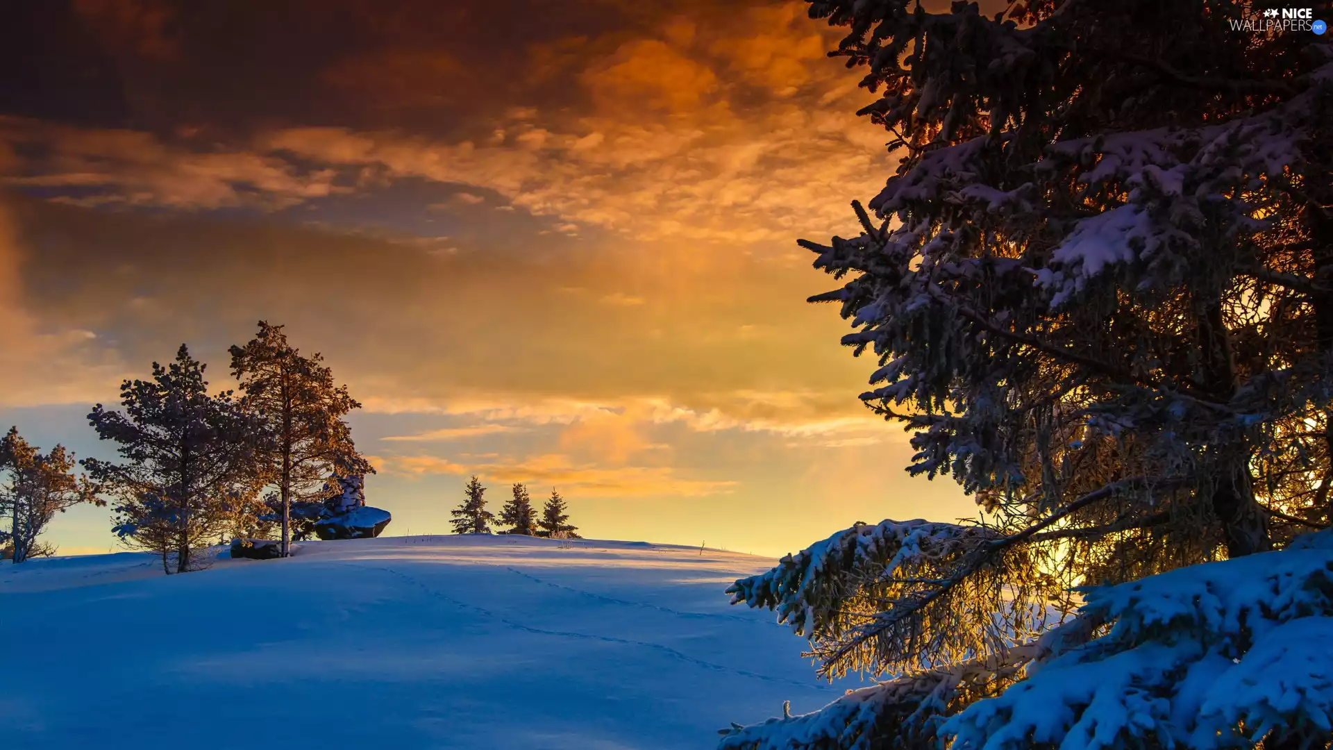 west, sun, trees, viewes, winter