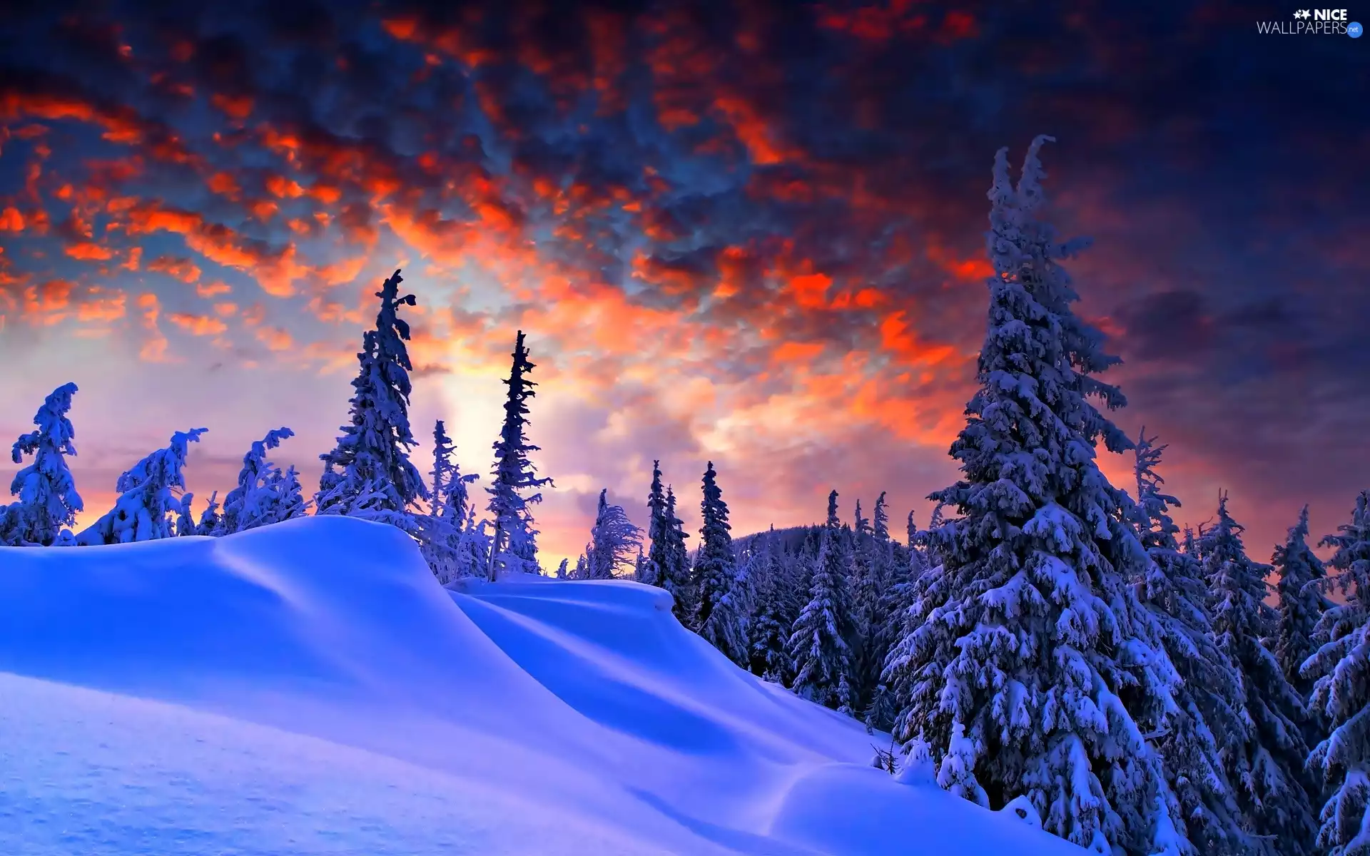 forest, Mountains, viewes, west, trees, snow, winter, sun