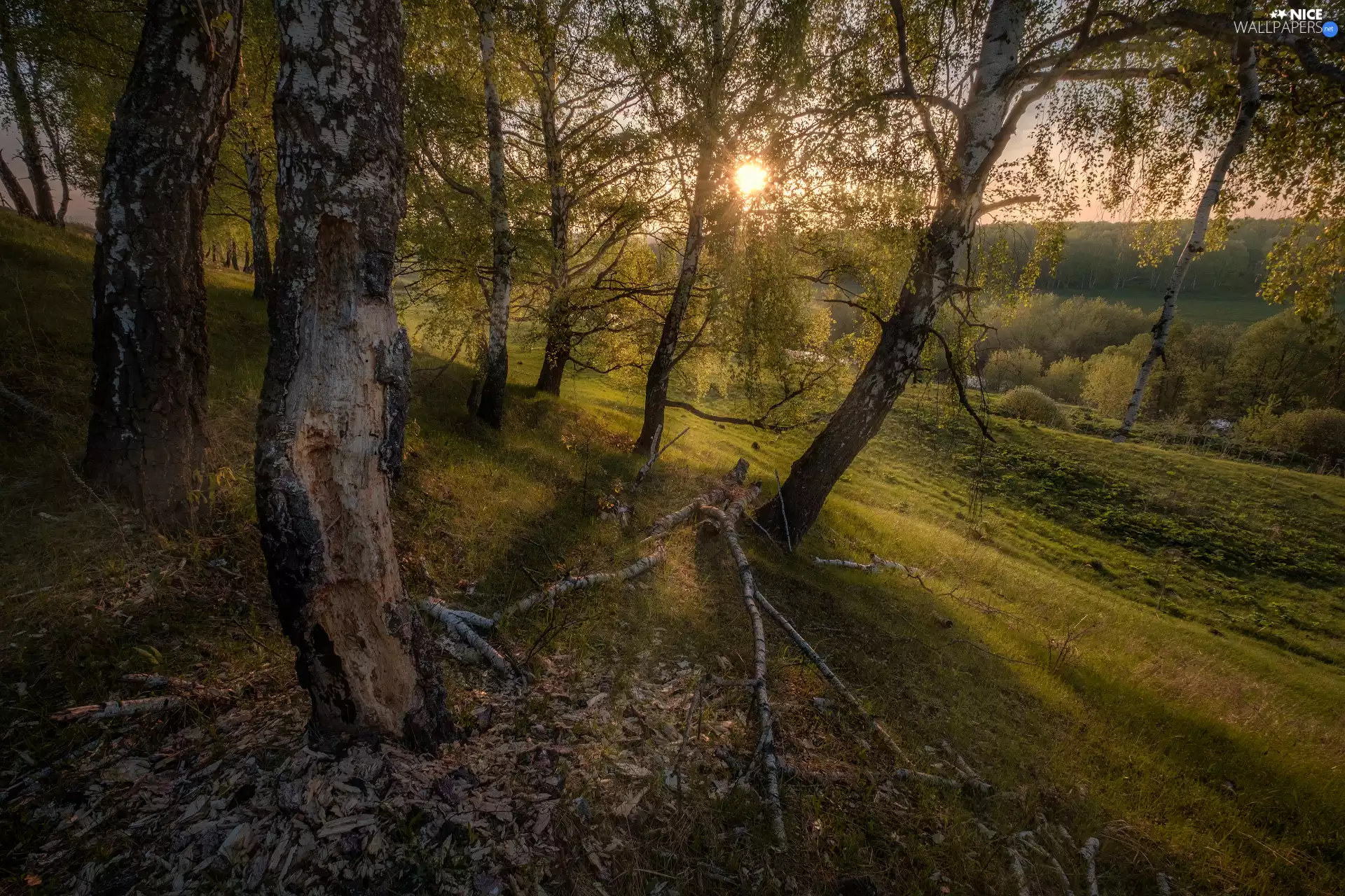 Hill, sun, viewes, birch, trees