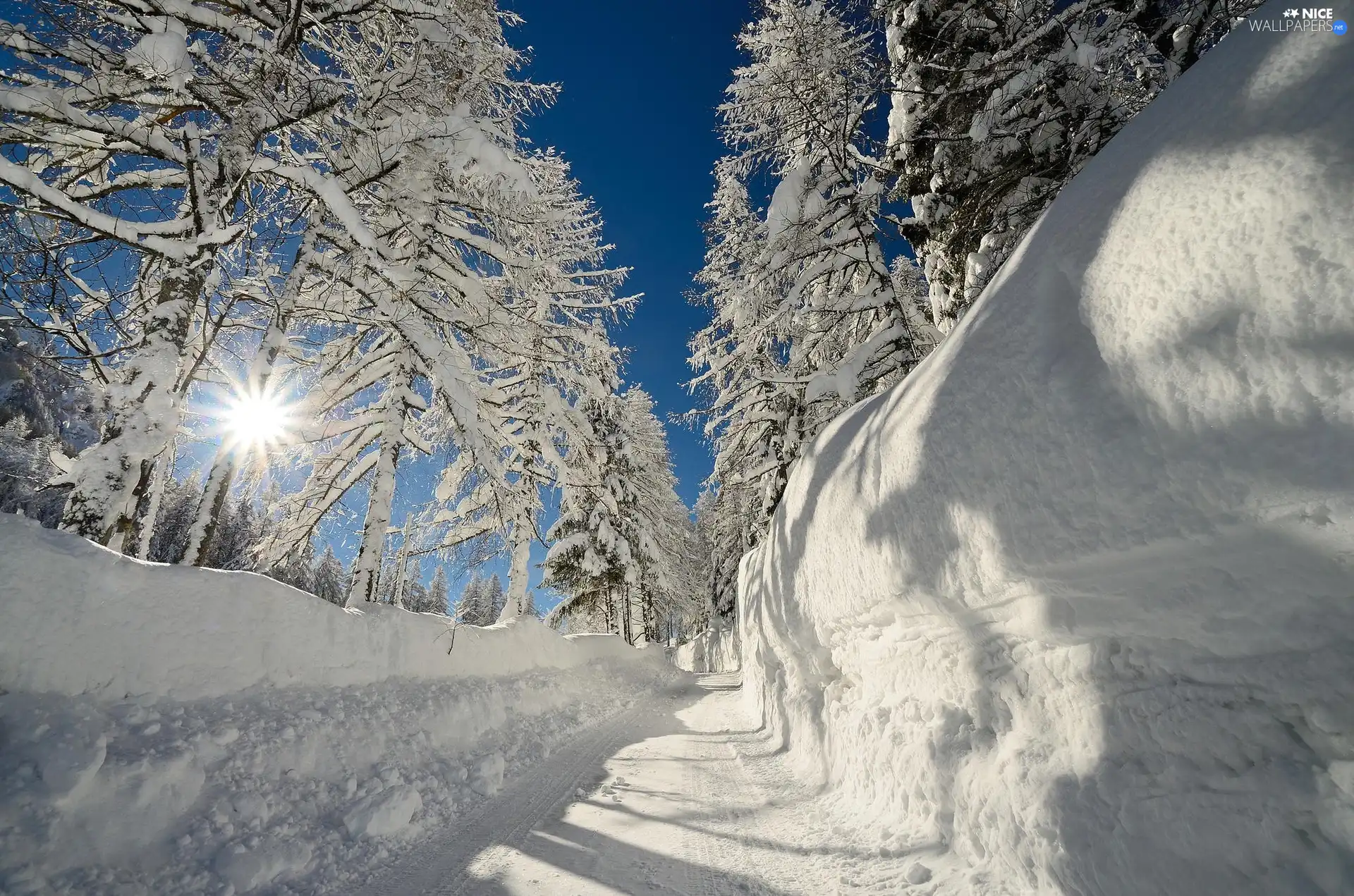 rays, snow, trees, Way, winter, sun, viewes