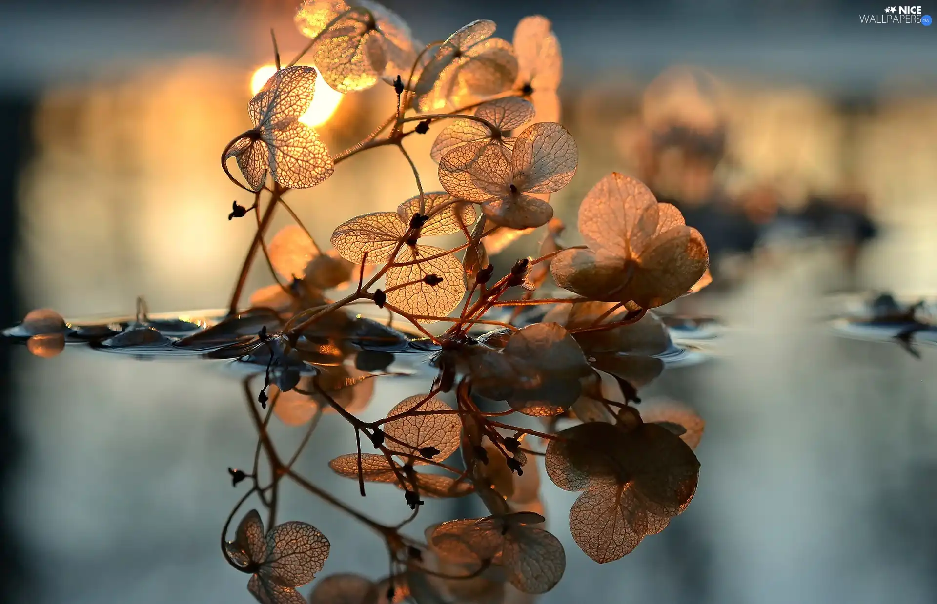 sun, Flowers, water