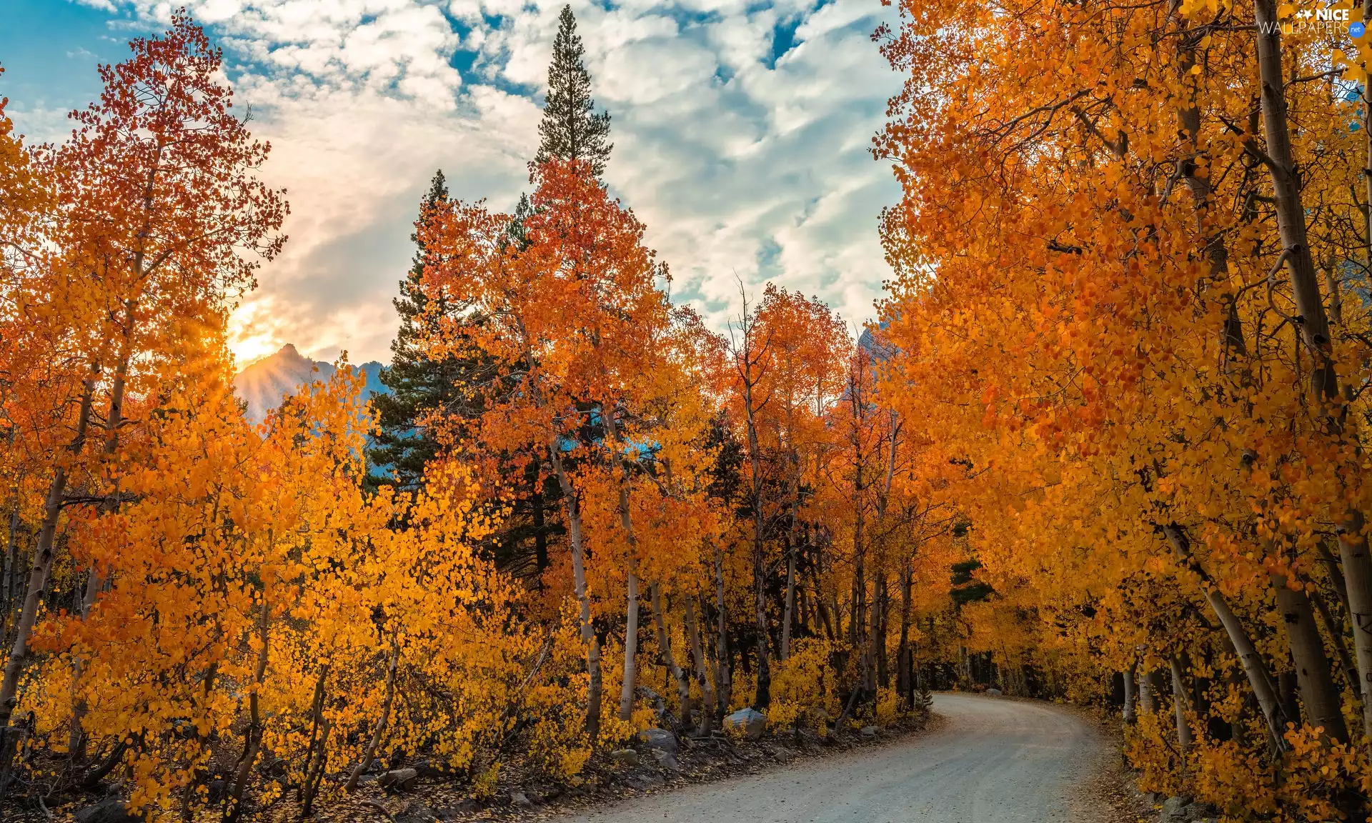 trees, autumn, birch, sun, viewes, Way