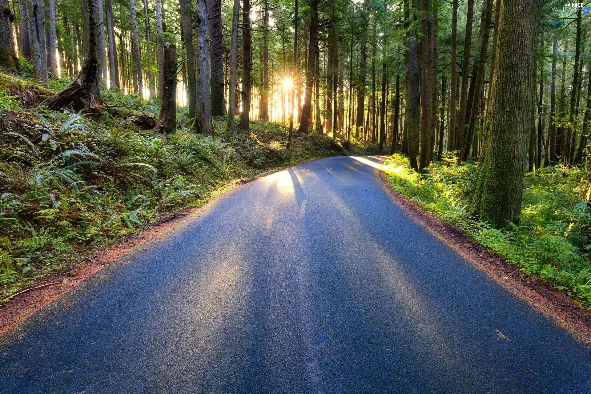 Way, rays, sun, forest