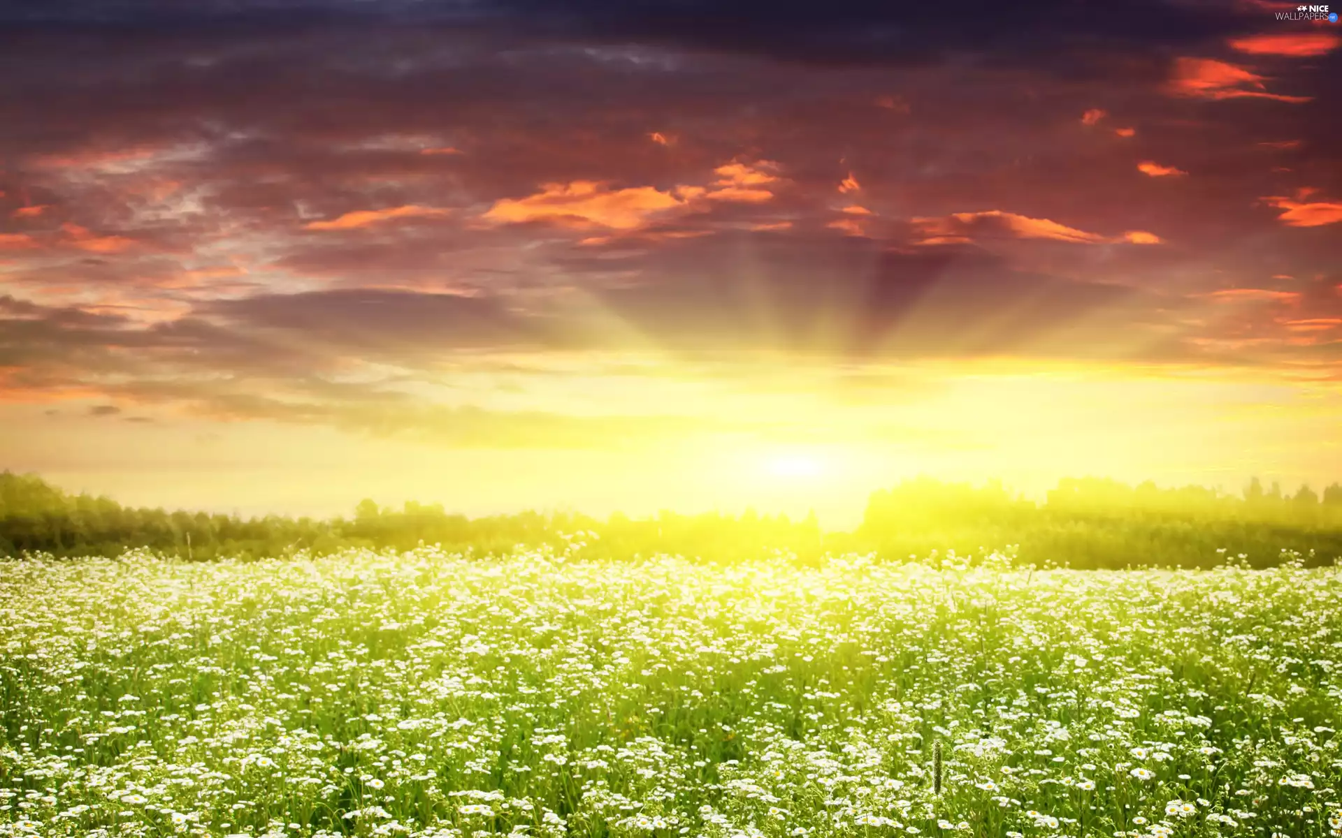 west, rays, daisies, sun