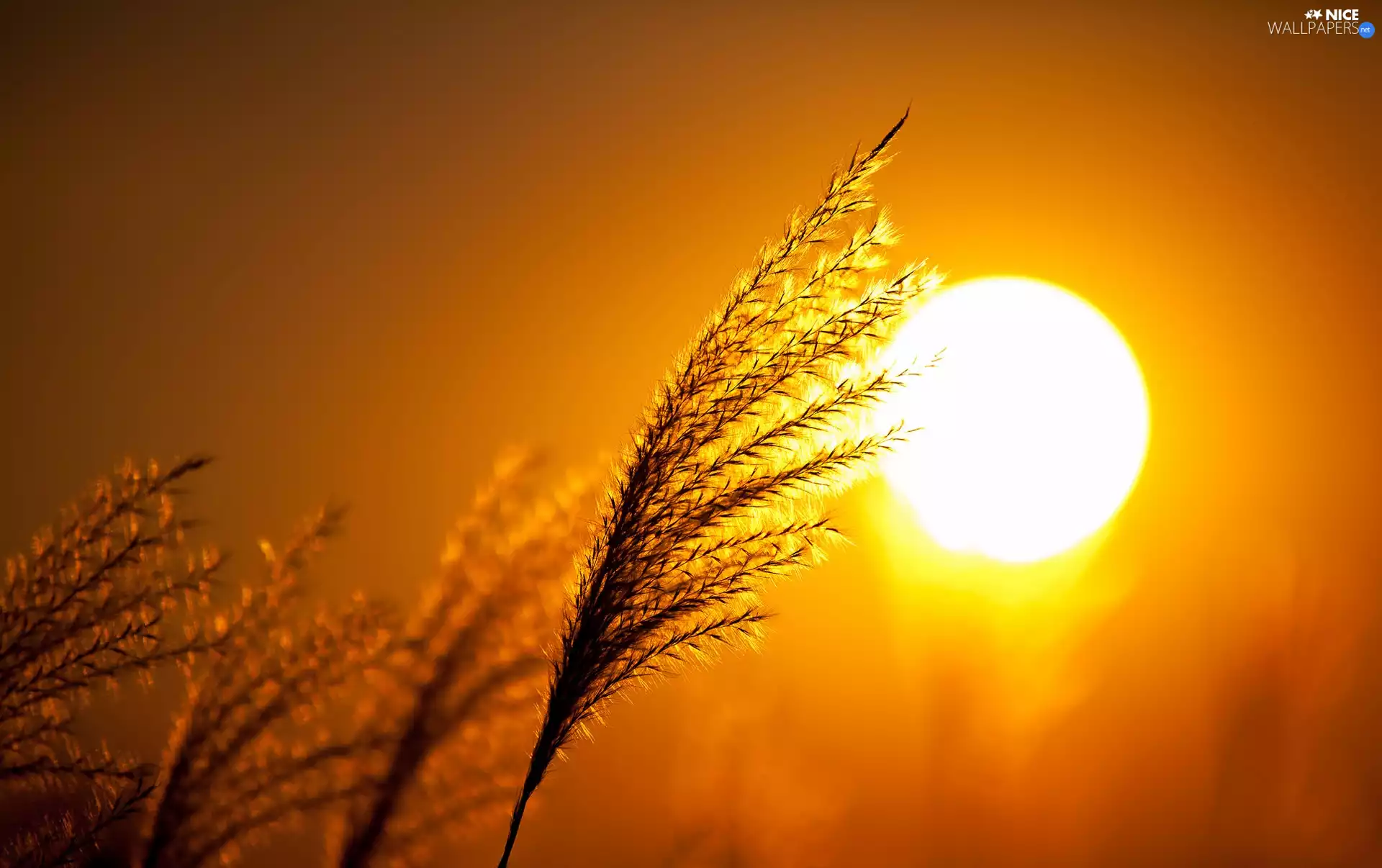 west, blades, grass, sun