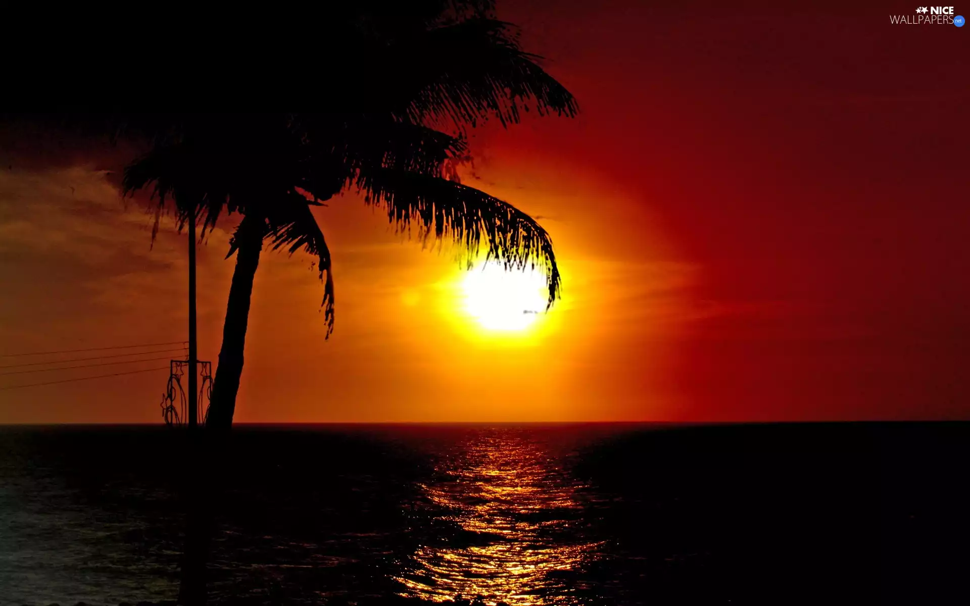 west, sea, Palm, sun