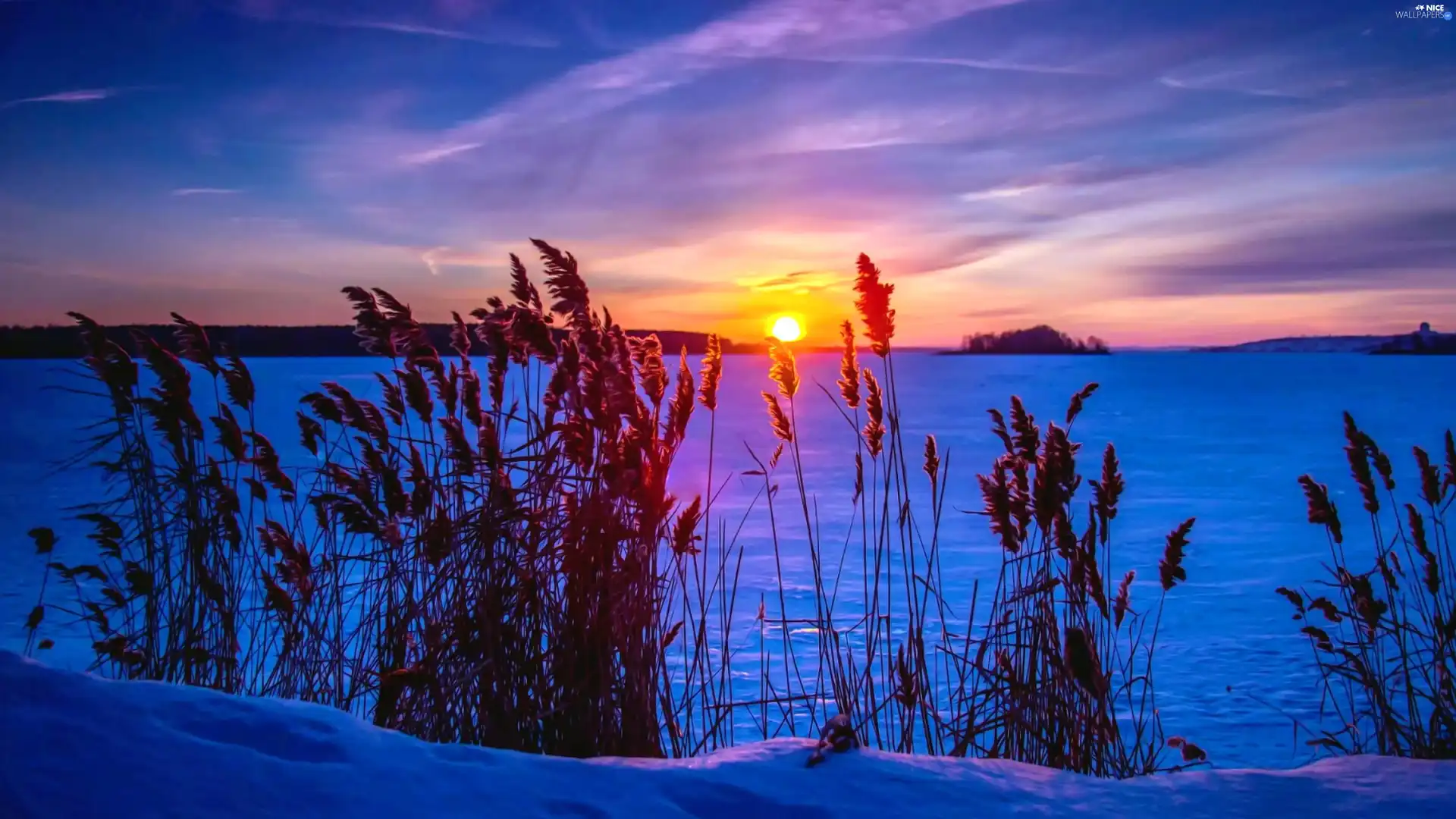 sun, winter, grass, west, lake