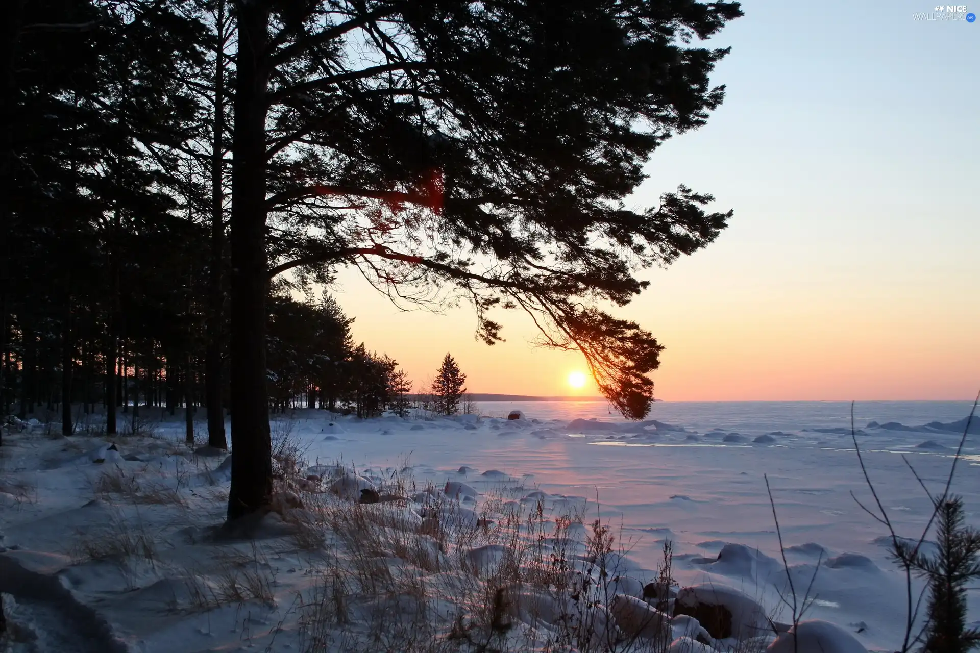 viewes, field, sun, winter, west, trees