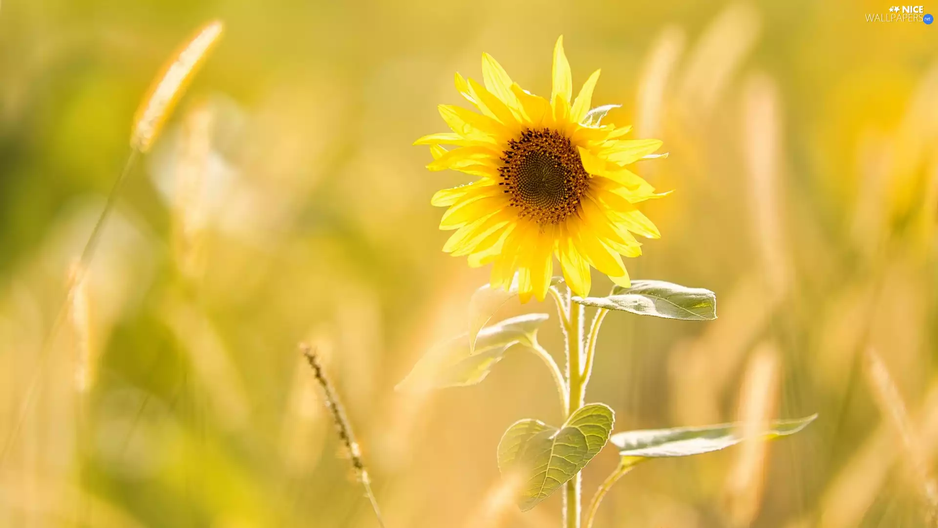blur, Colourfull Flowers, Sunflower