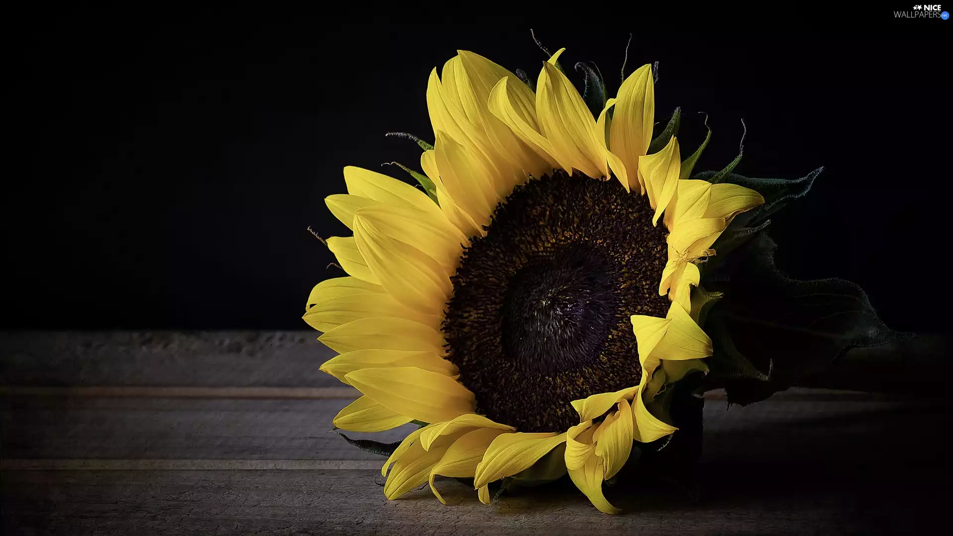 boarding, Colourfull Flowers, Sunflower