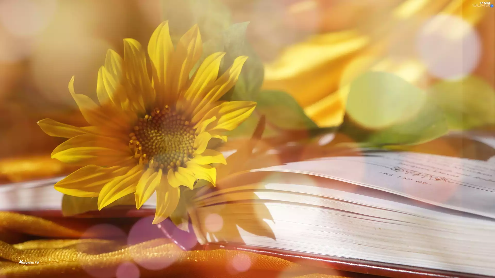 Sunflower, Book