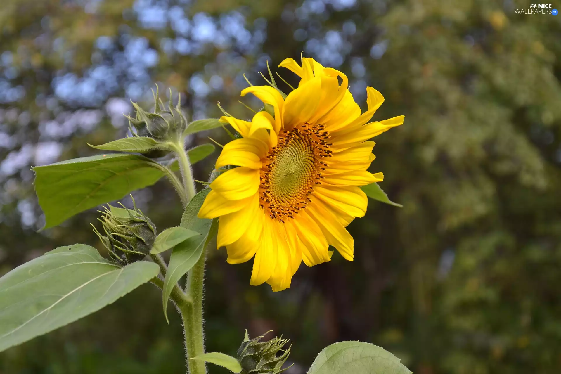 Buds, Colourfull Flowers, Sunflower