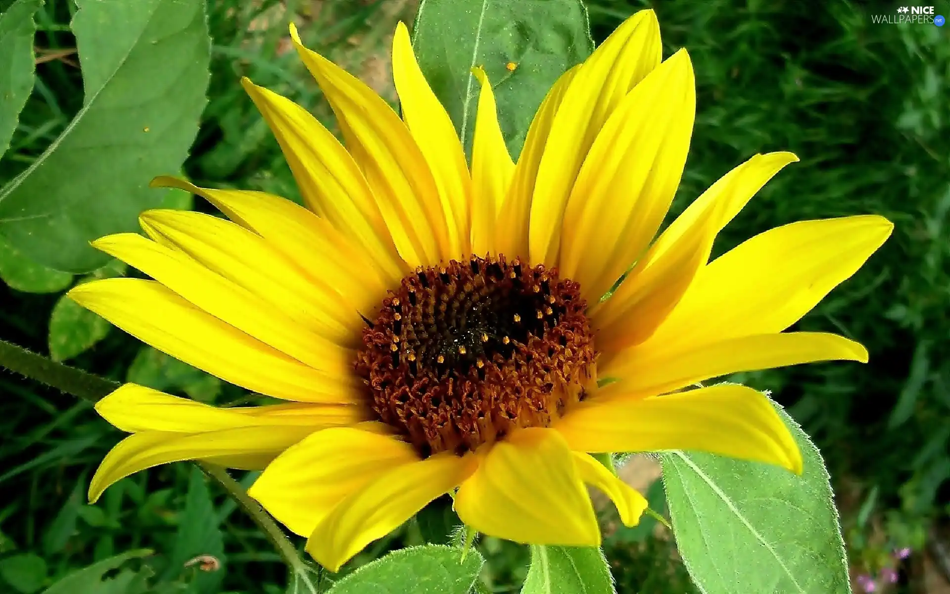 Colourfull Flowers, Sunflower decorative