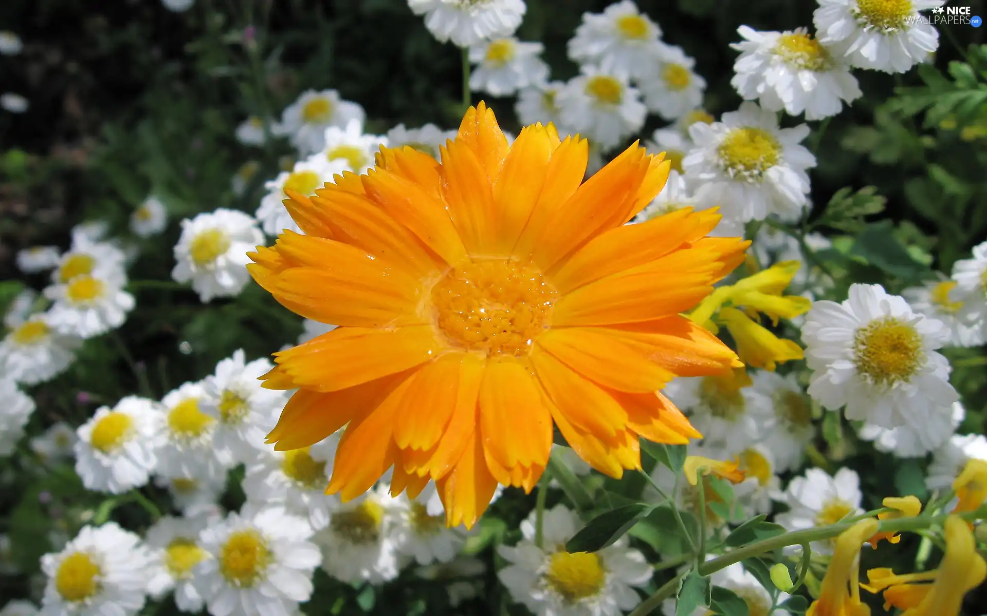 Marigold Medical, Orange, Colourfull Flowers