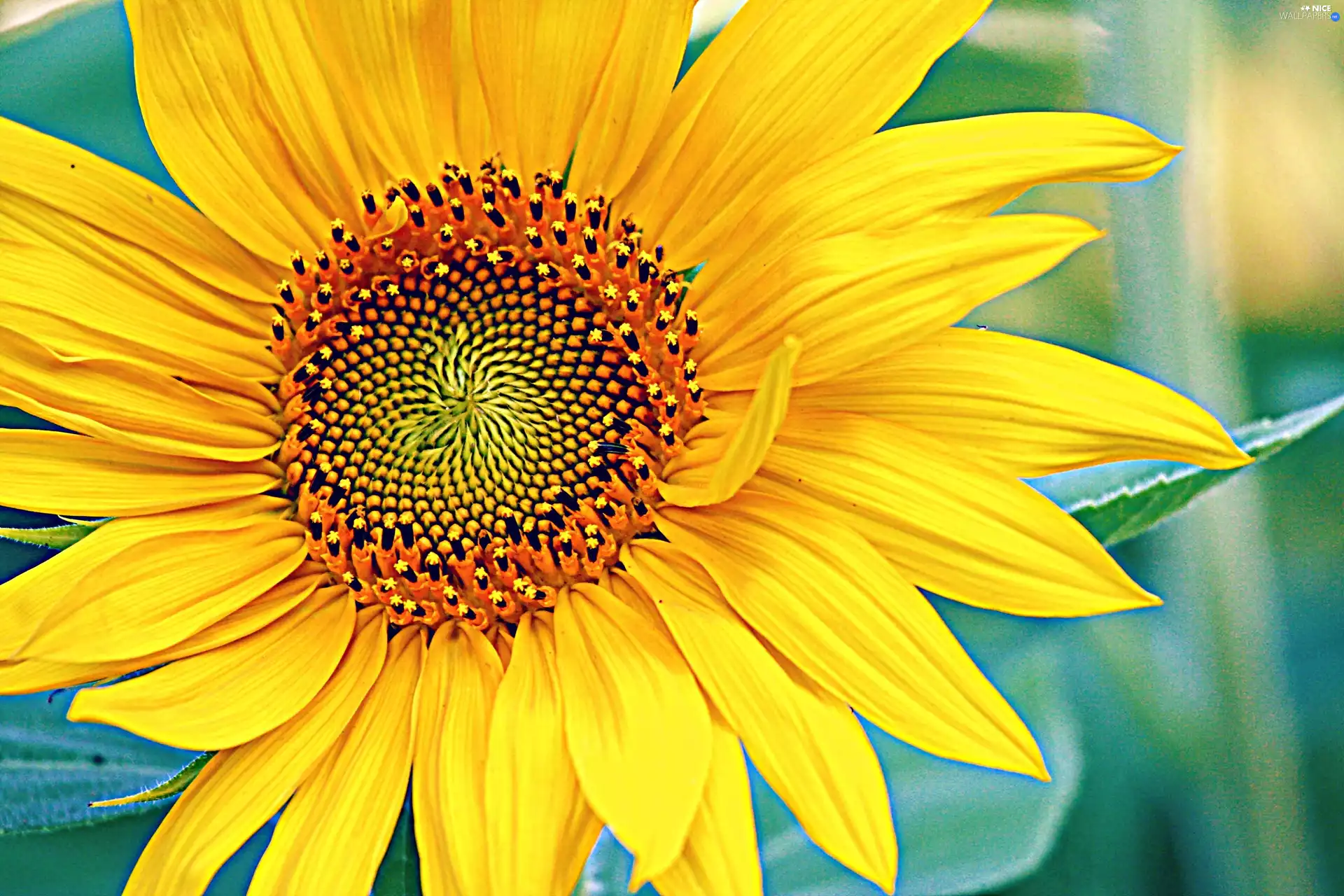 Sunflower, Colourfull Flowers