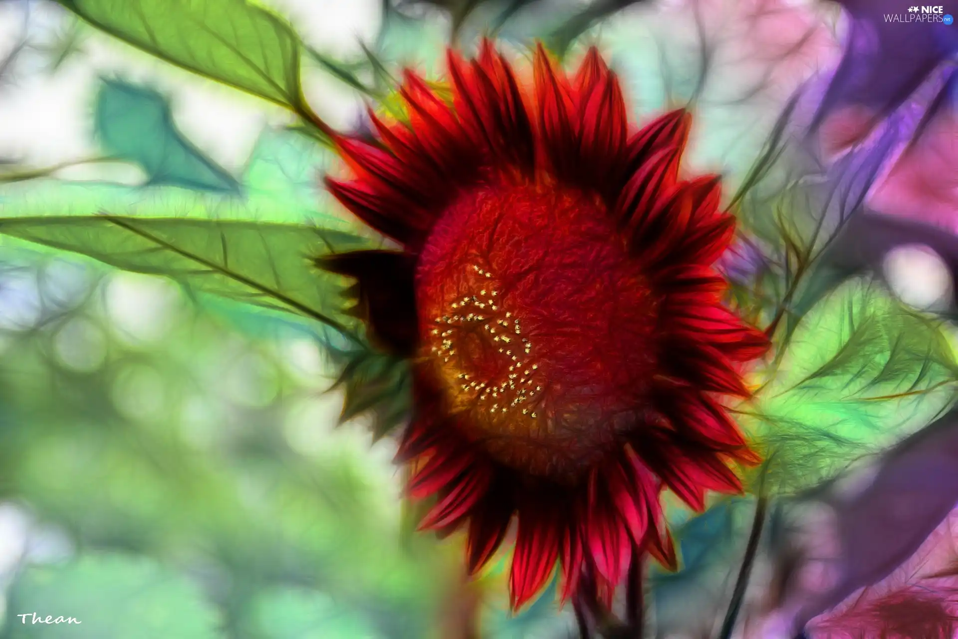 Sunflower decorative, Fractalius