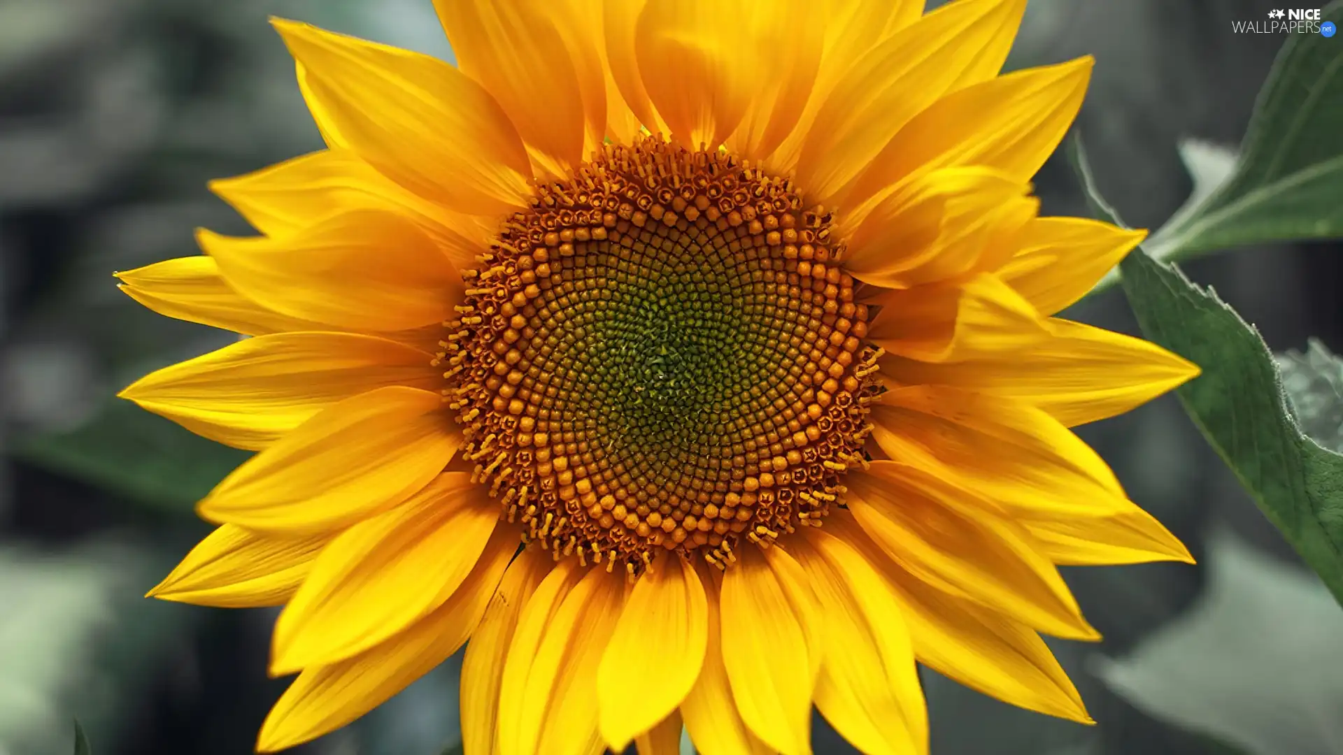 Sunflower, colossal, lonely