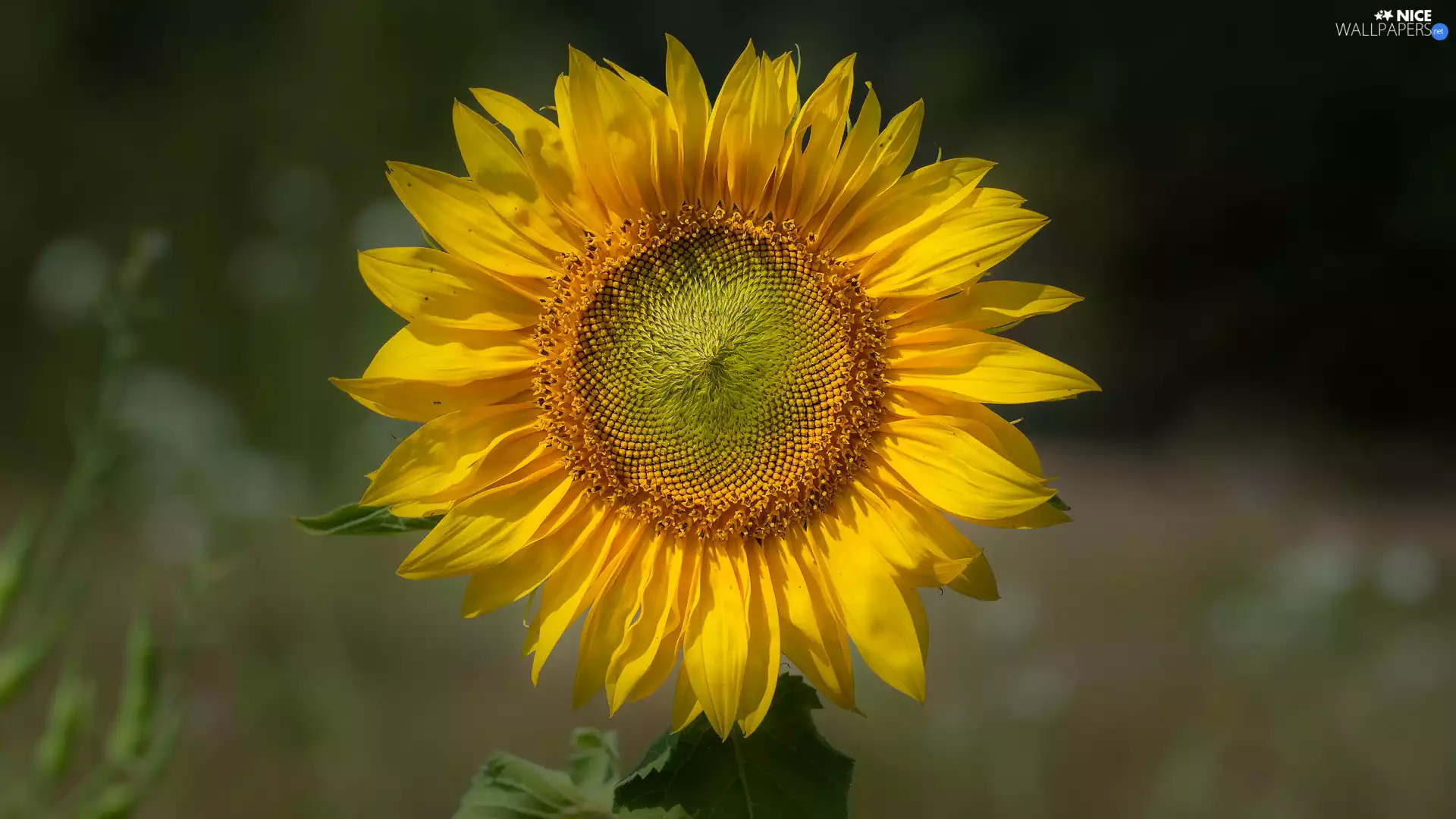 Yellow, Sunflower, rapprochement, Colourfull Flowers