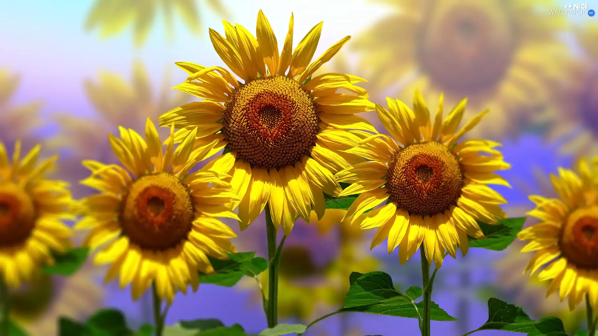 Nice sunflowers, 2D Graphics, Flowers
