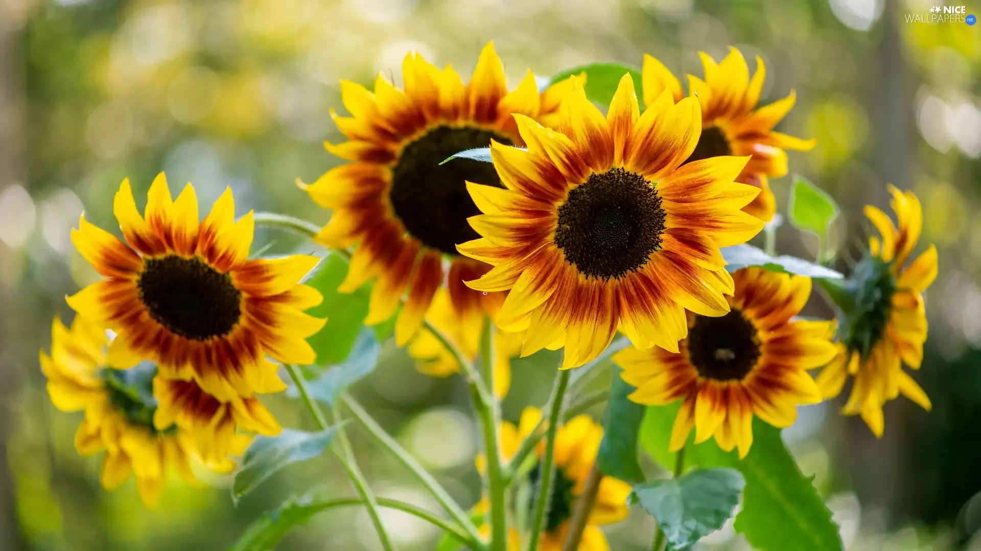 blur, Flowers, Nice sunflowers