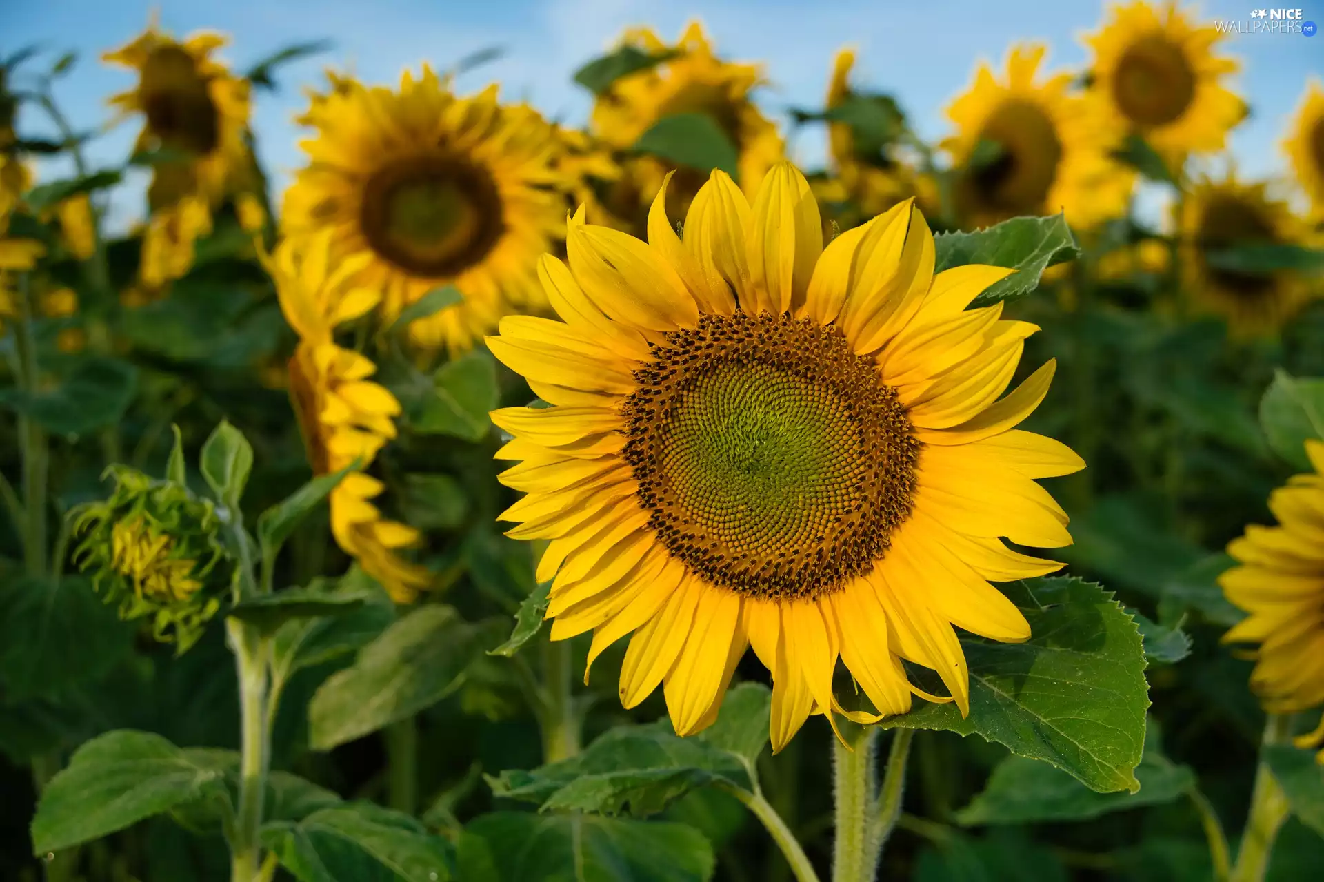 bud, Flowers, Nice sunflowers