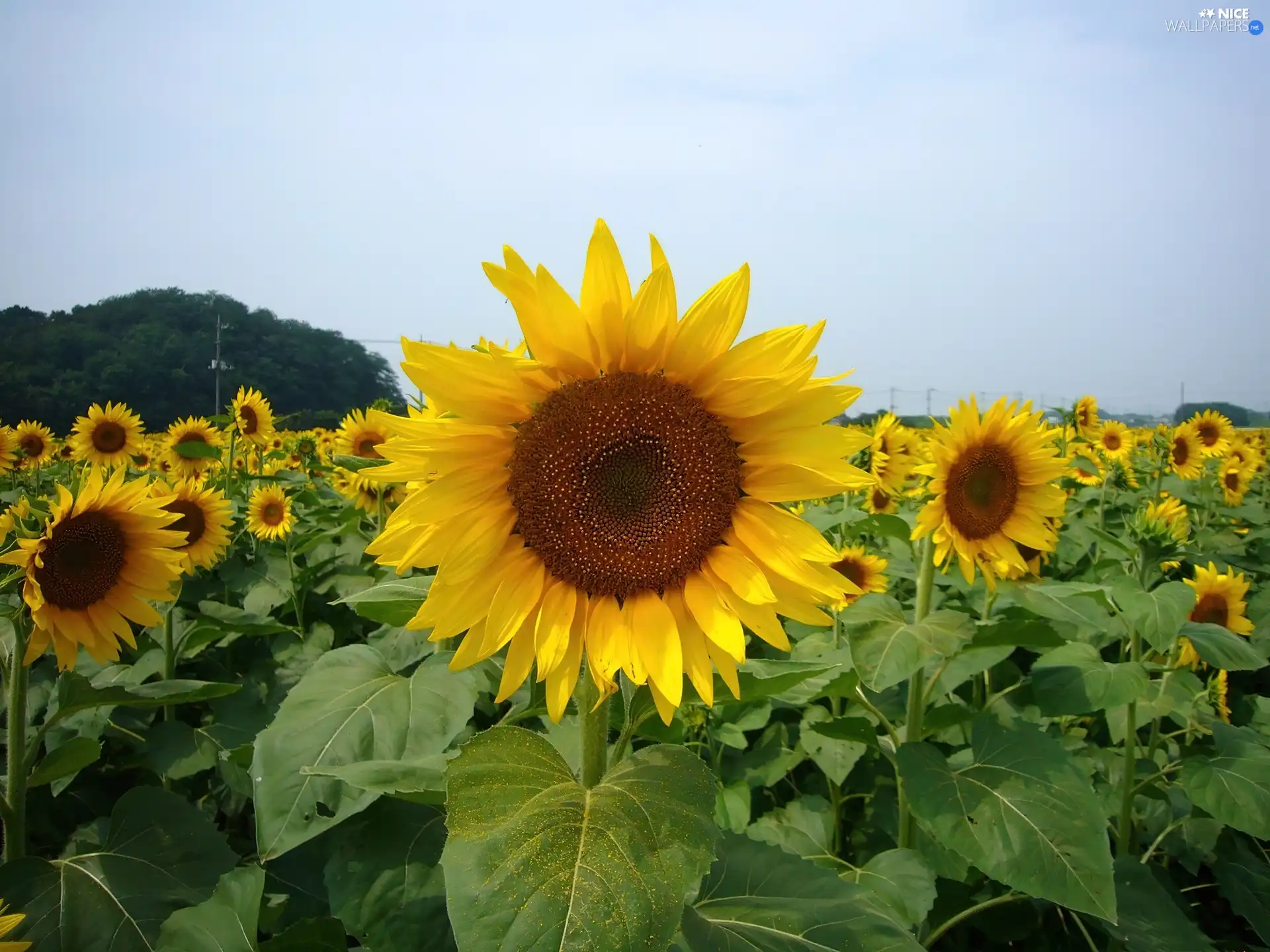 Field, sunflowers