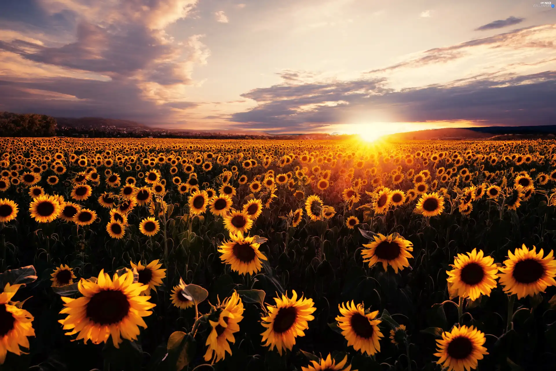 Great Sunsets, Nice sunflowers, clouds, Field