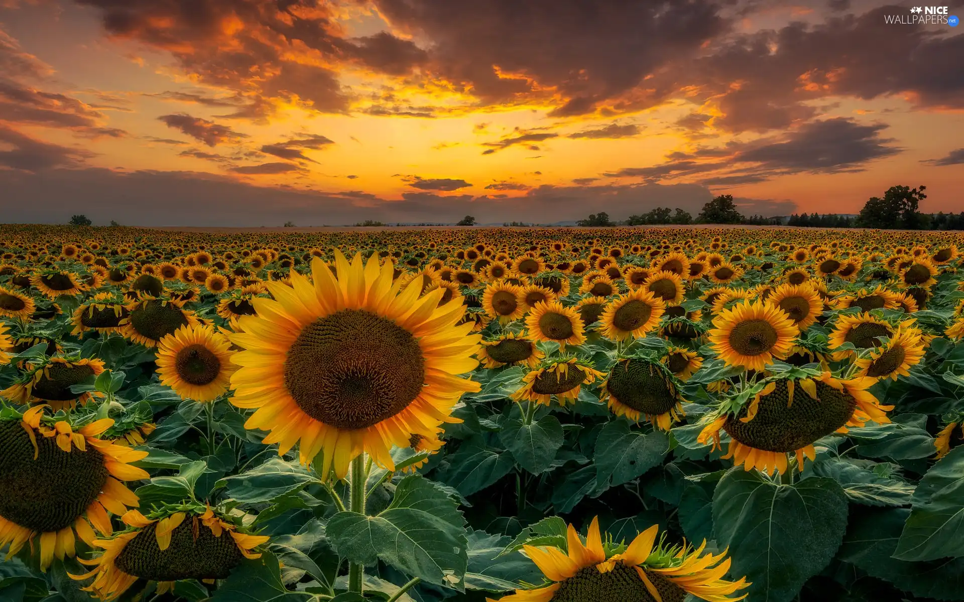 trees, Field, Great Sunsets, clouds, viewes, Nice sunflowers