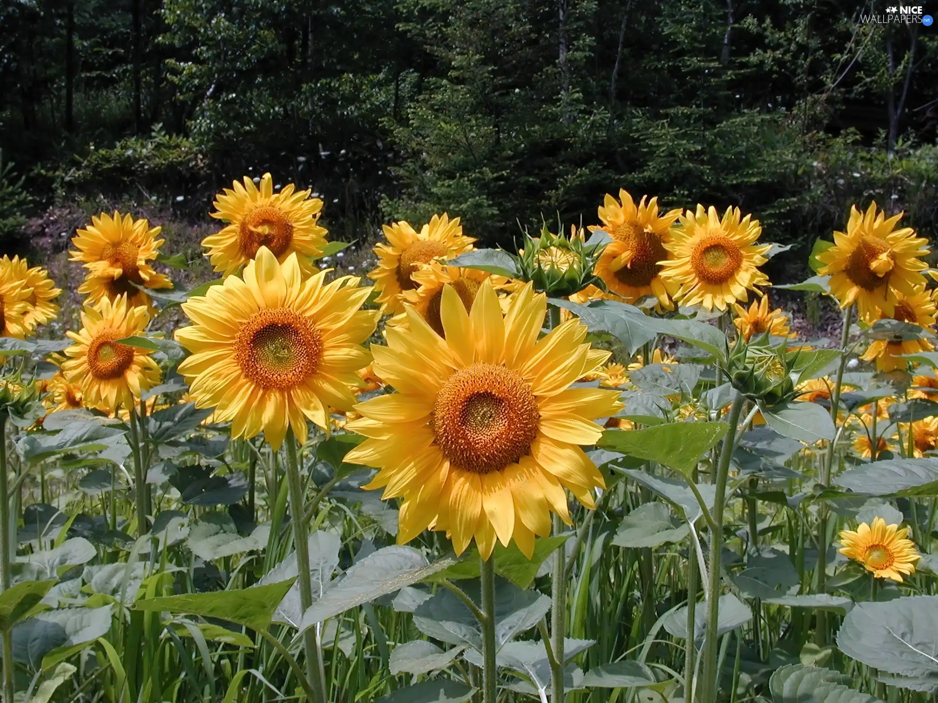 incursion, sunflowers