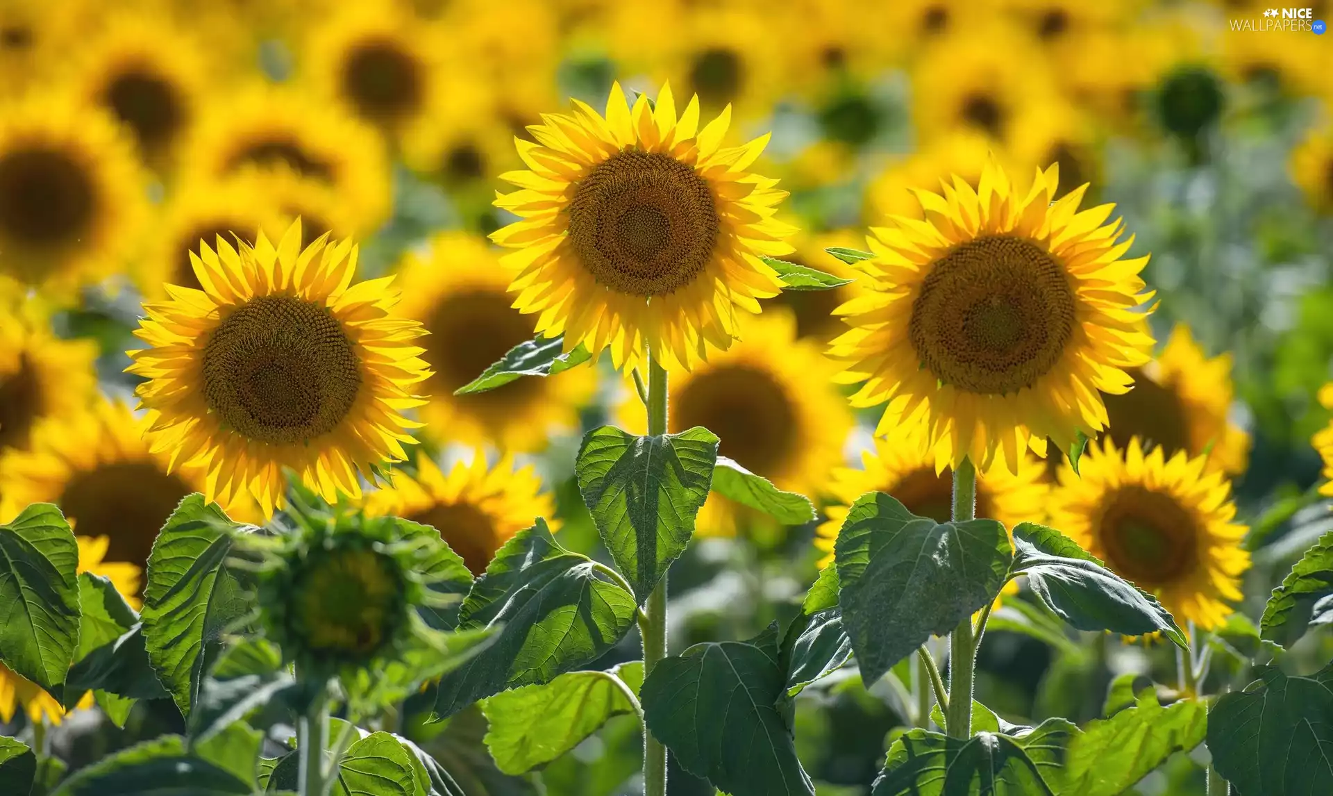 Leaf, Flowers, Nice sunflowers