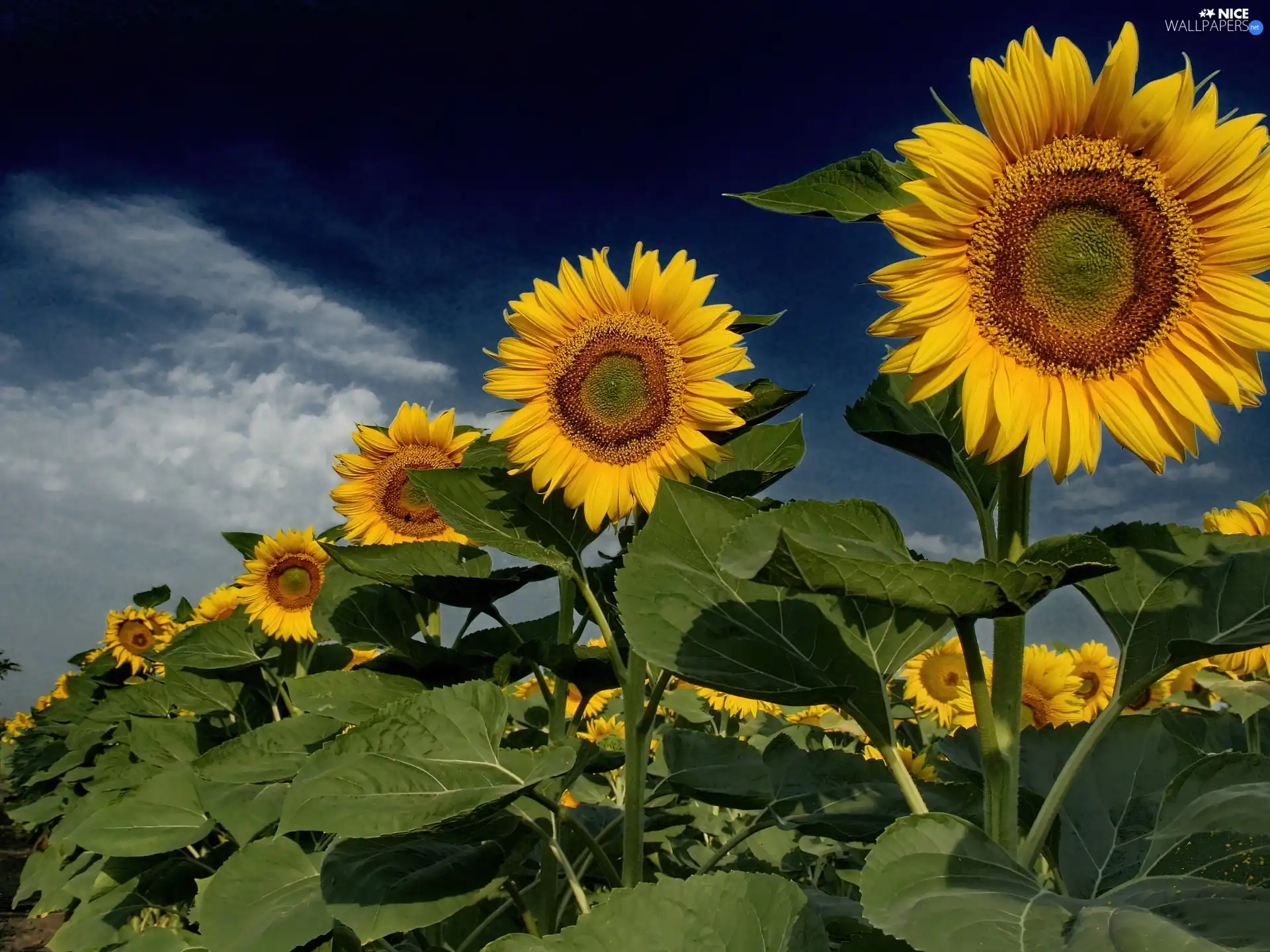 line, sunflowers