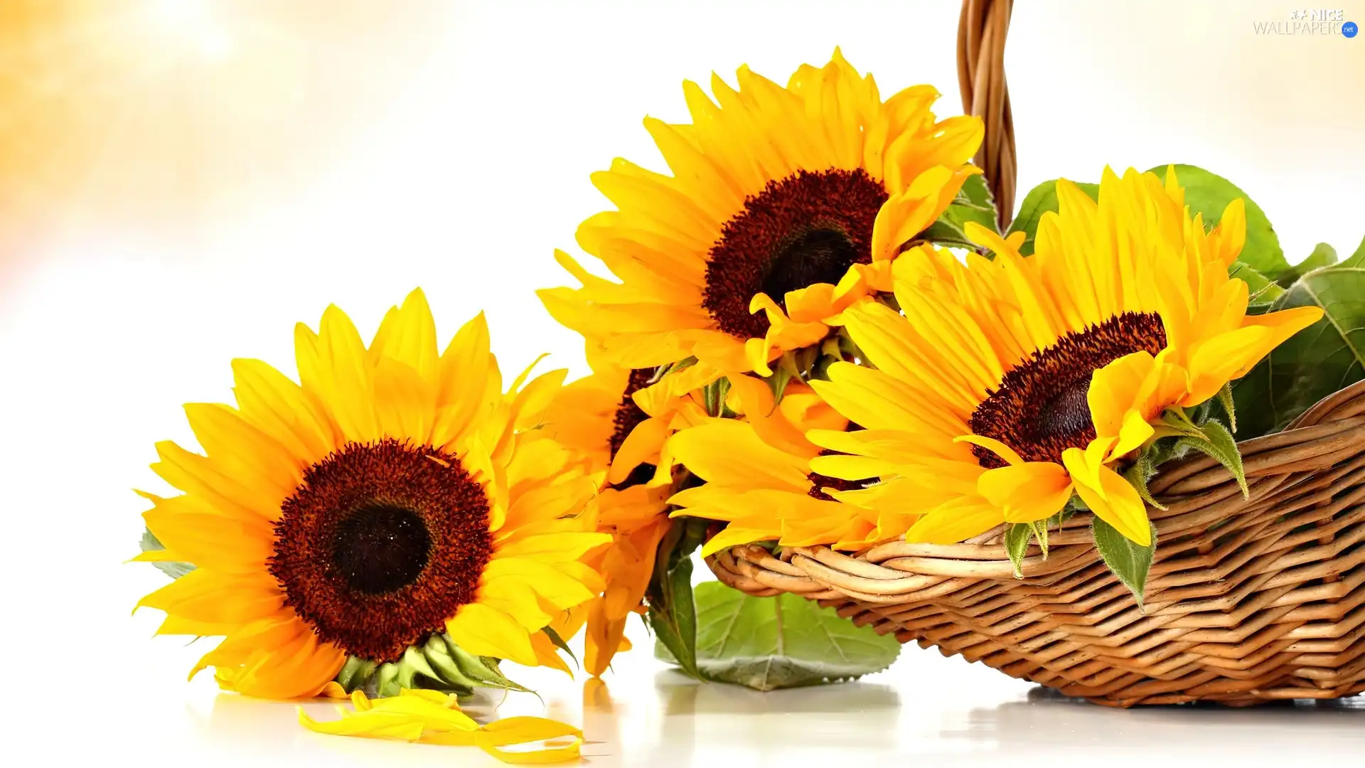 basket, Nice sunflowers