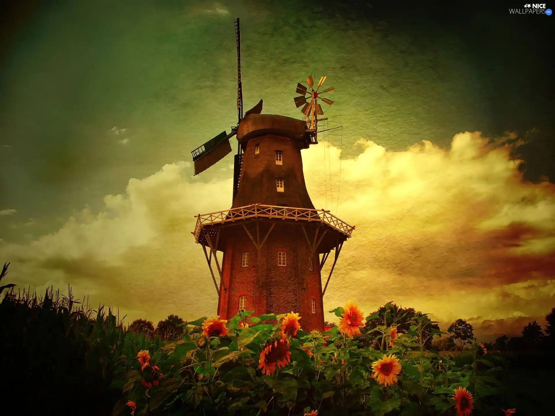 Windmill, Nice sunflowers