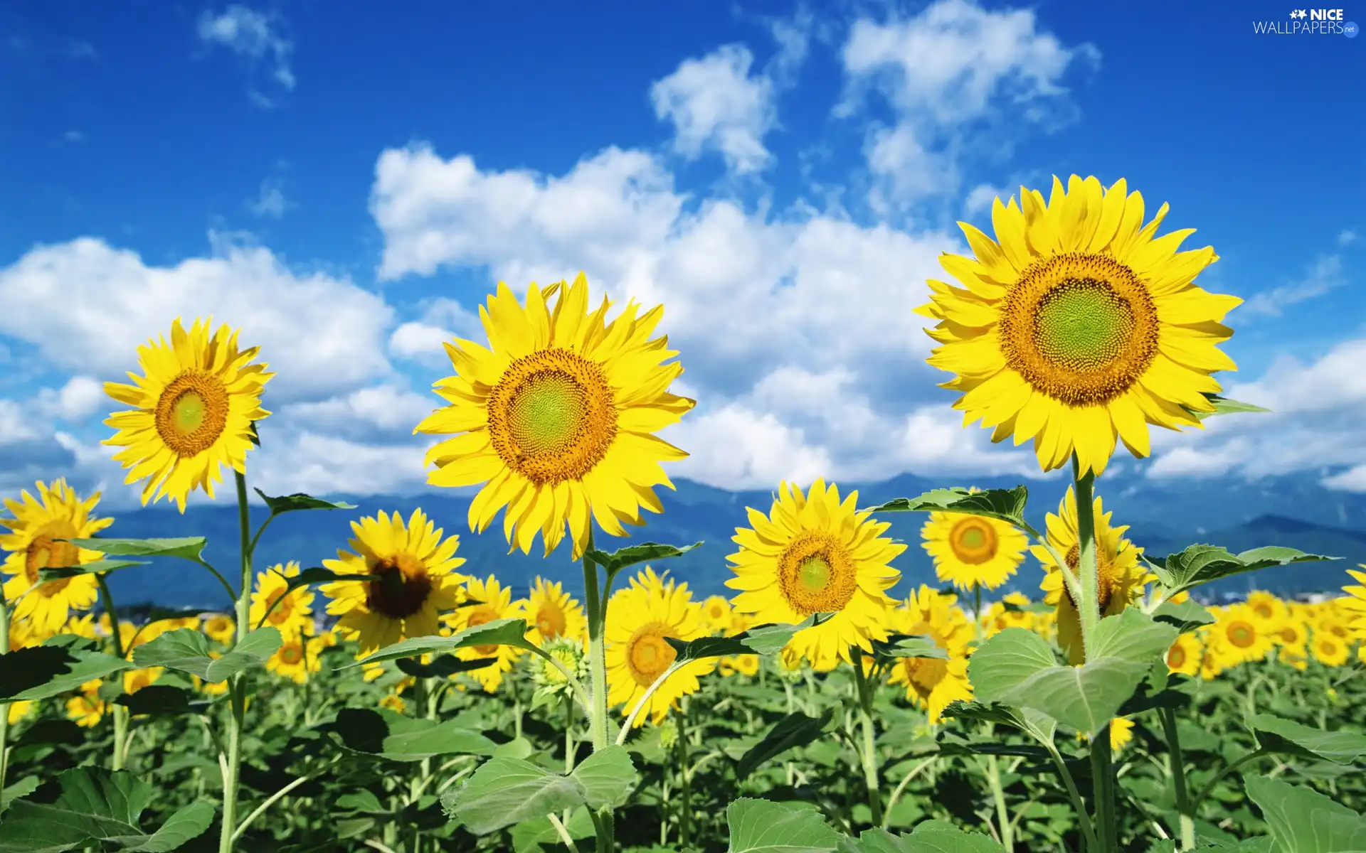 Yellow, Nice sunflowers