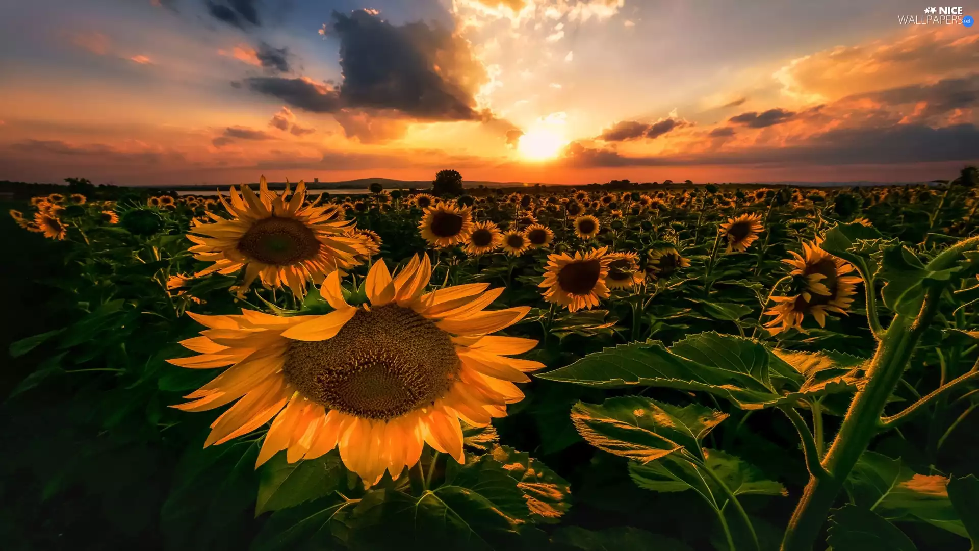 Nice sunflowers, Sunrise, clouds, Field