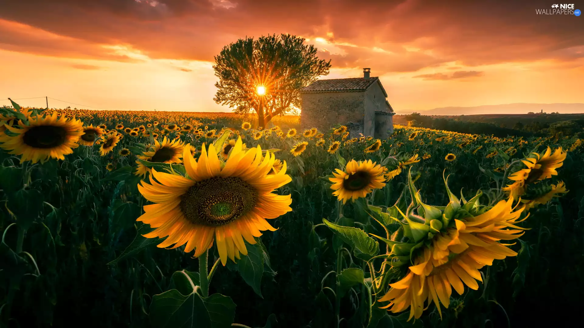 Nice sunflowers, trees, house, Field