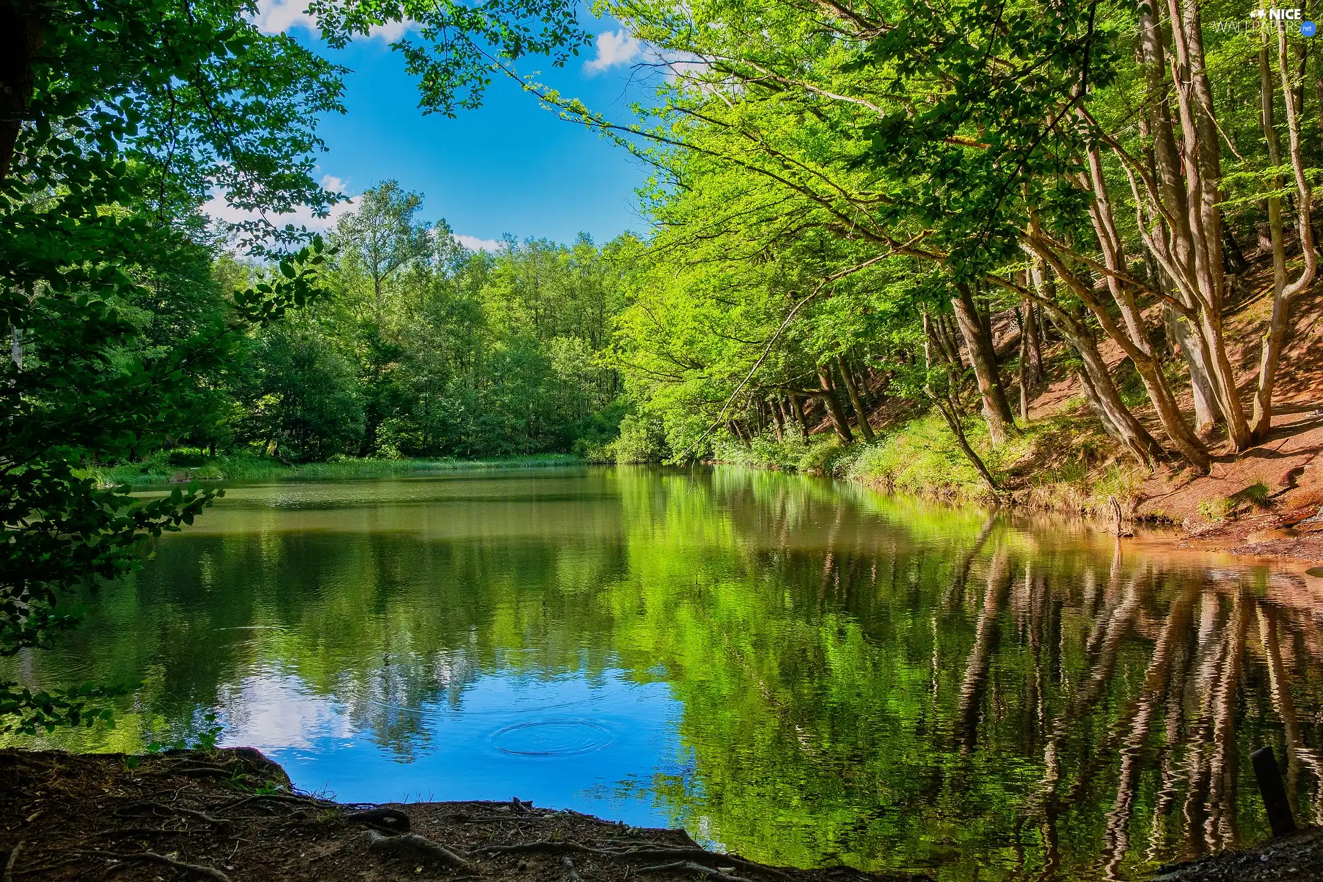 viewes, Pond - car, sunny, day, forest, trees